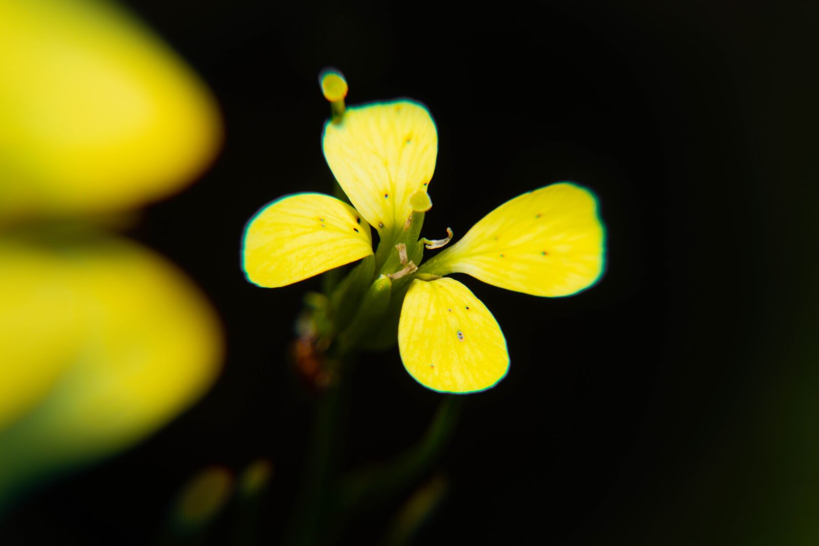 Nikon D850 sample photo. Spring, pollen, yellow photography