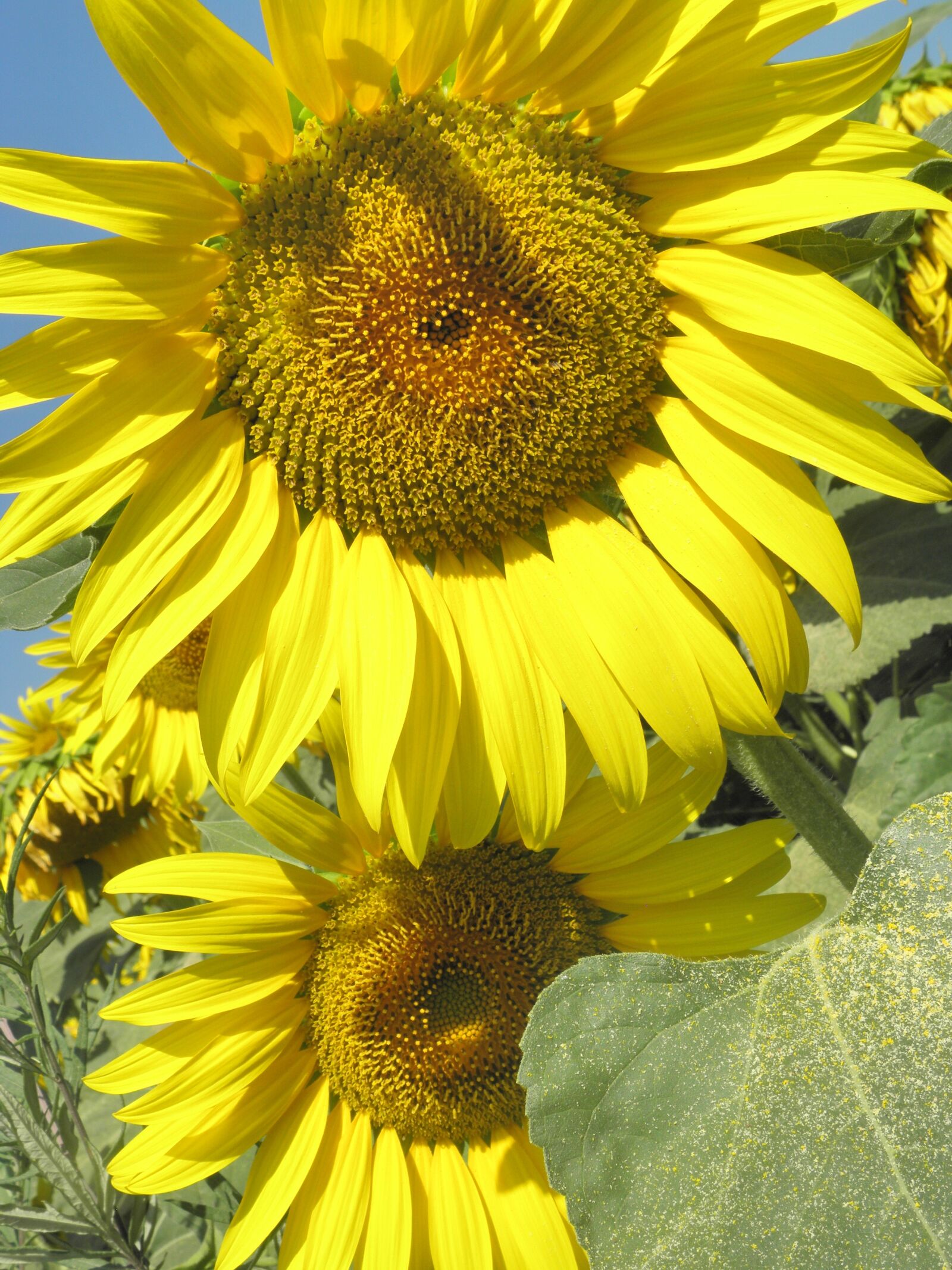 Olympus SP590UZ sample photo. Sunflowers, summer, colors photography
