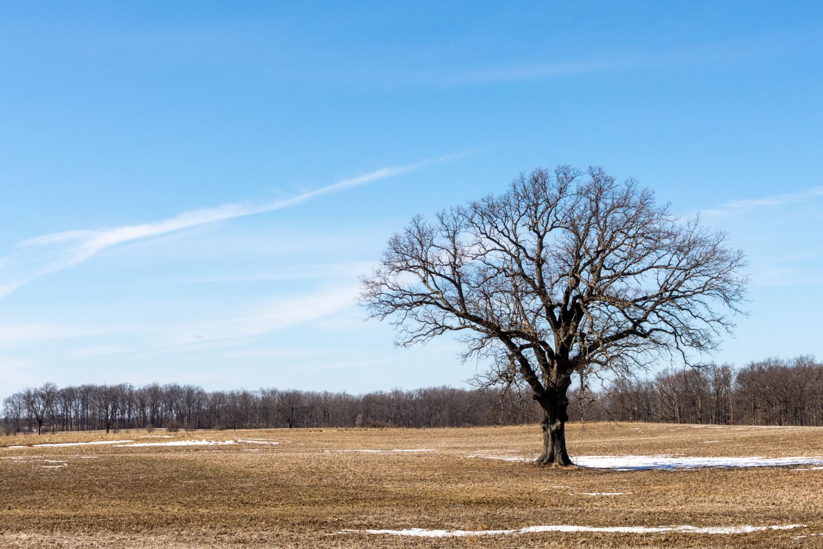 Canon EOS 750D (EOS Rebel T6i / EOS Kiss X8i) sample photo. Tree, field, farm photography