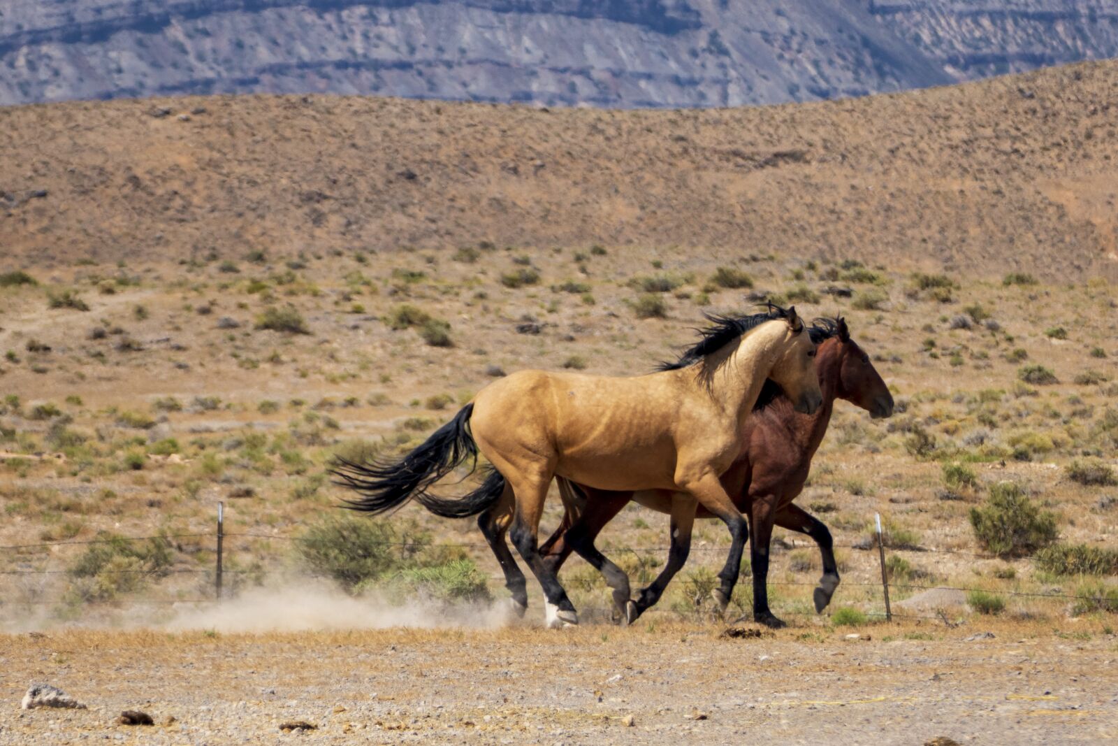 Panasonic Lumix DMC-FZ1000 sample photo. Horse, mammal, wild photography