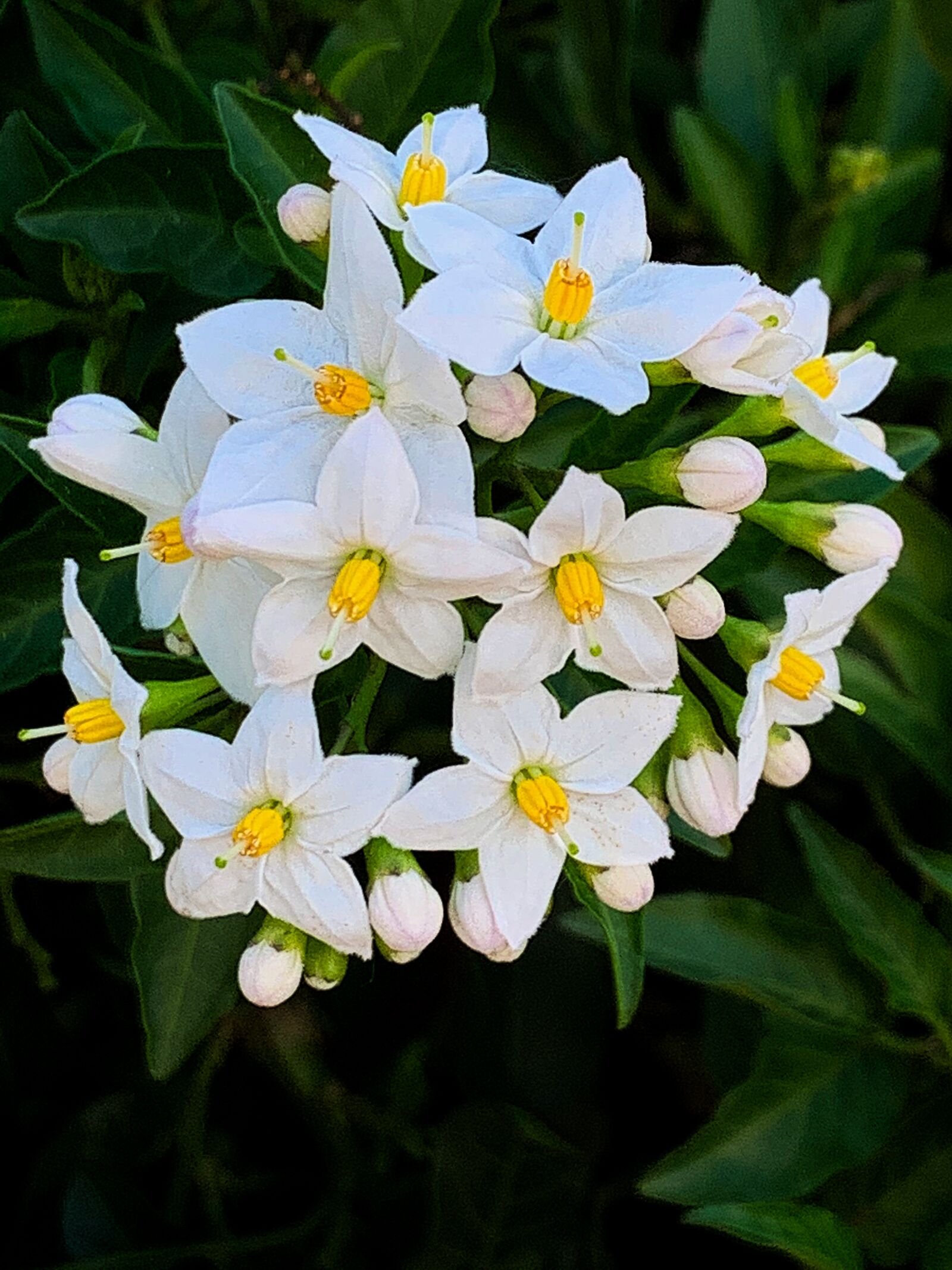 Apple iPhone XR sample photo. Garden, flowers, white photography