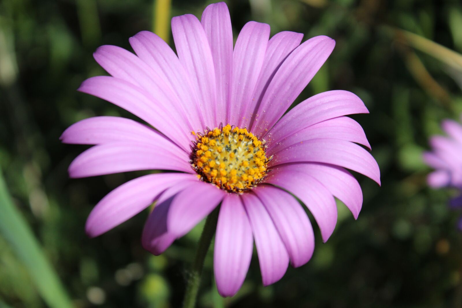 Canon EOS 1200D (EOS Rebel T5 / EOS Kiss X70 / EOS Hi) sample photo. Osteospermum, bloom, plant photography