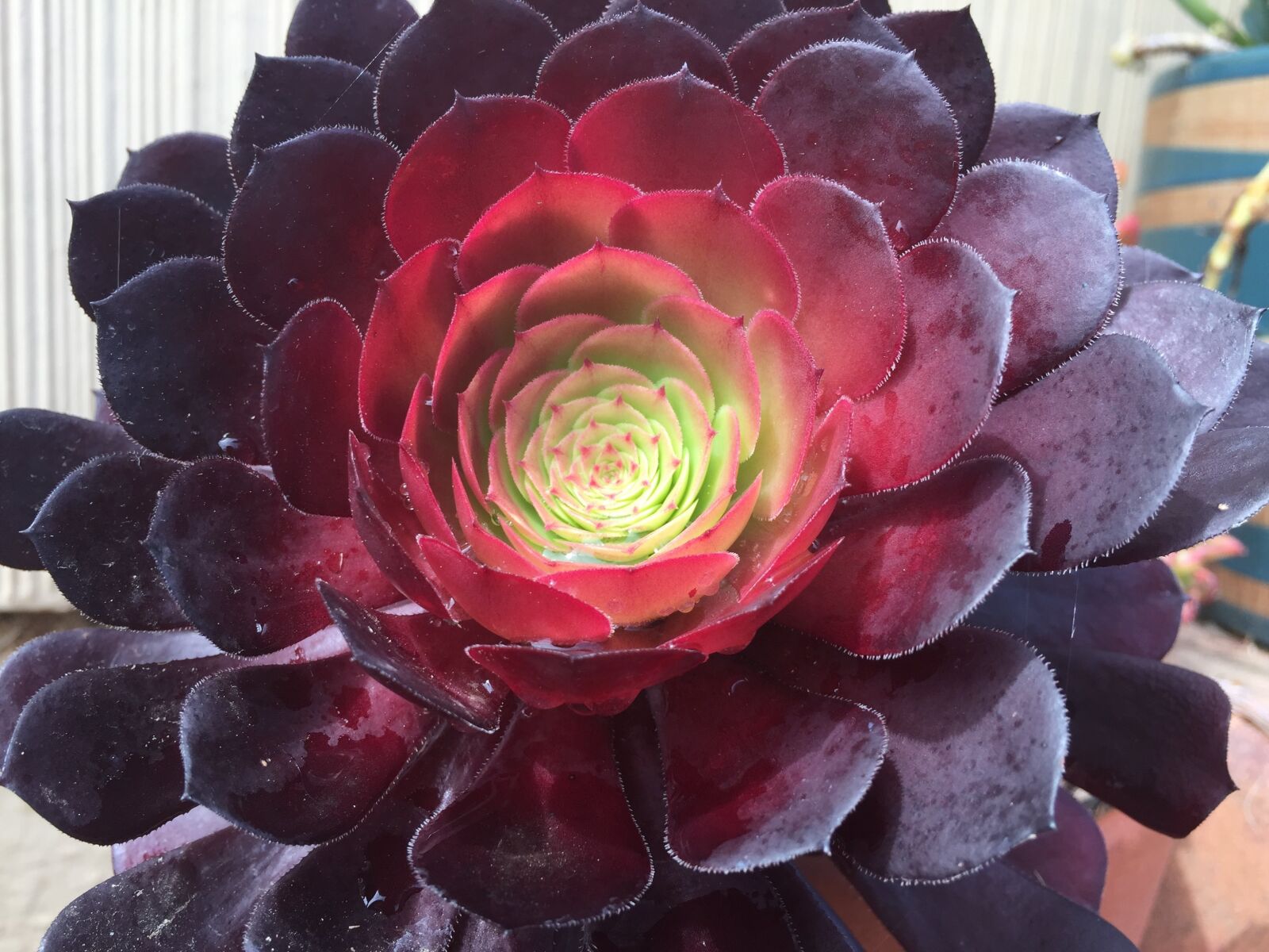 Apple iPhone 6 sample photo. Flower, flora, decoration photography