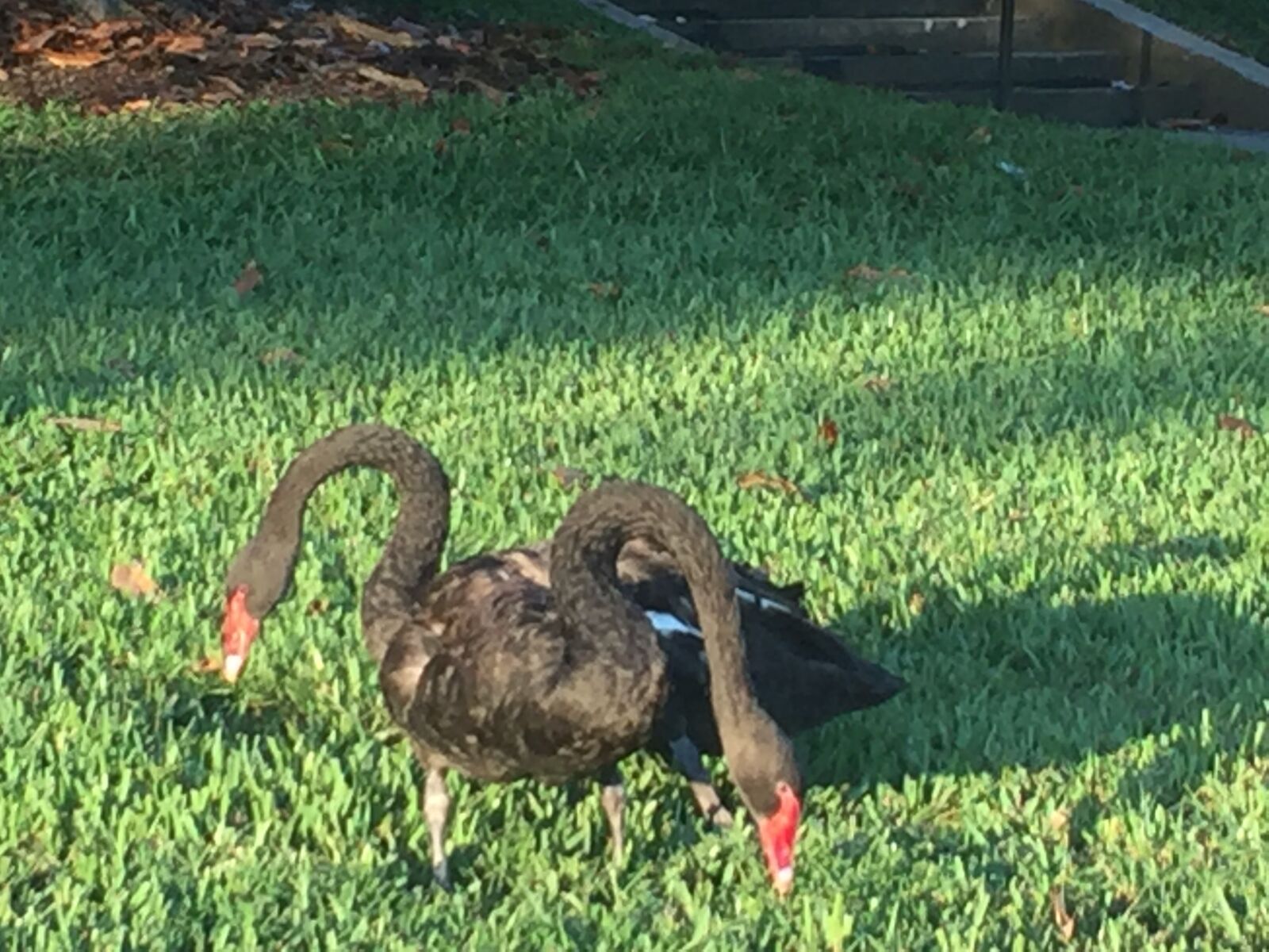 iPhone 6 back camera 4.15mm f/2.2 sample photo. Beautiful, black, swans photography