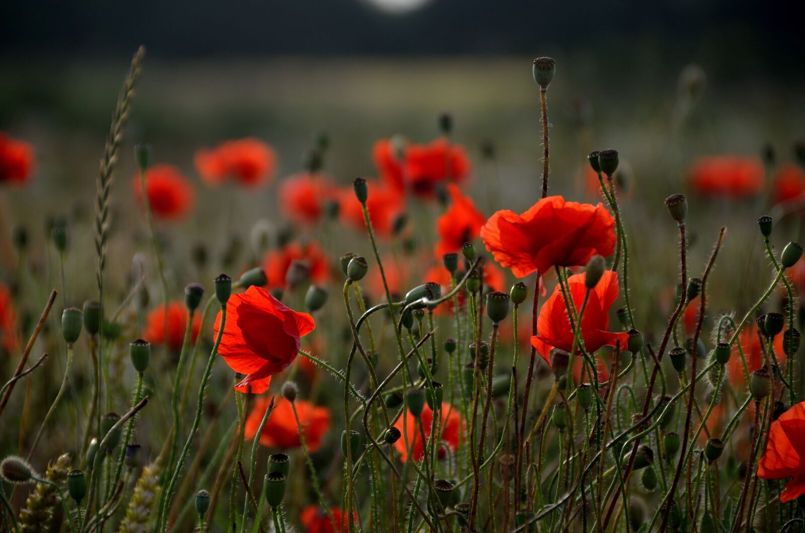 Nikon D7000 sample photo. Poppy, poppies, red photography