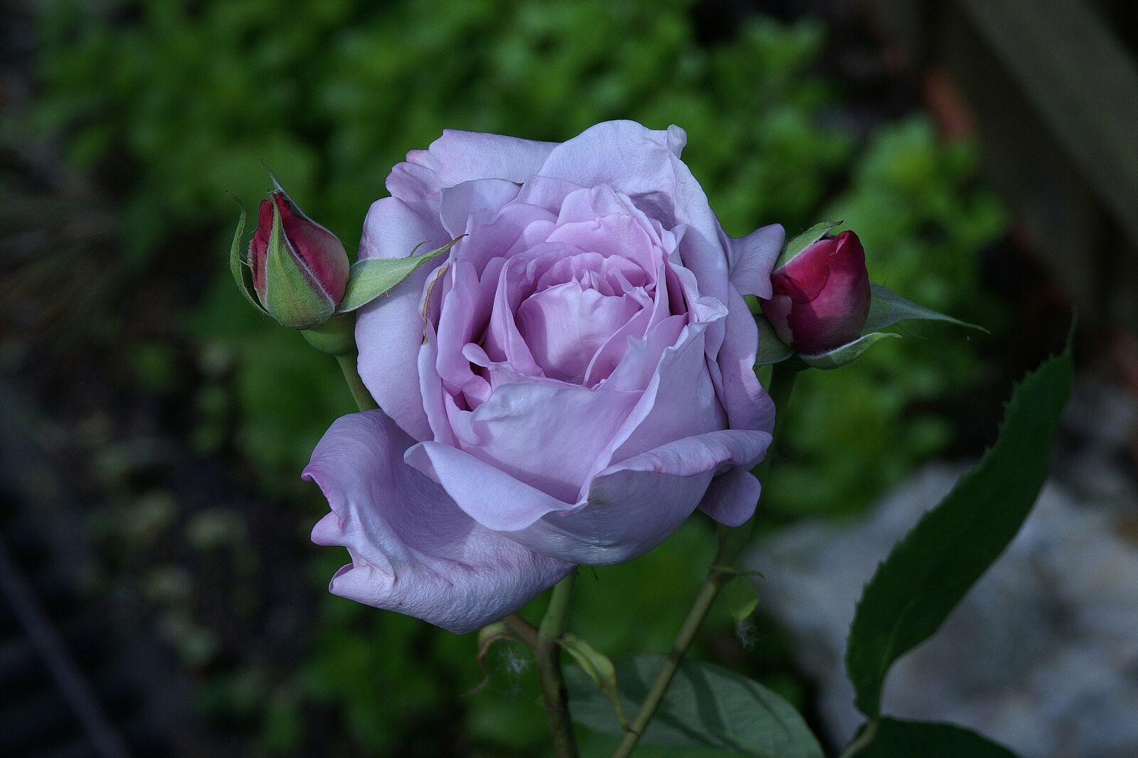 KONICA MINOLTA DYNAX 7D sample photo. Rose, purple, violet photography
