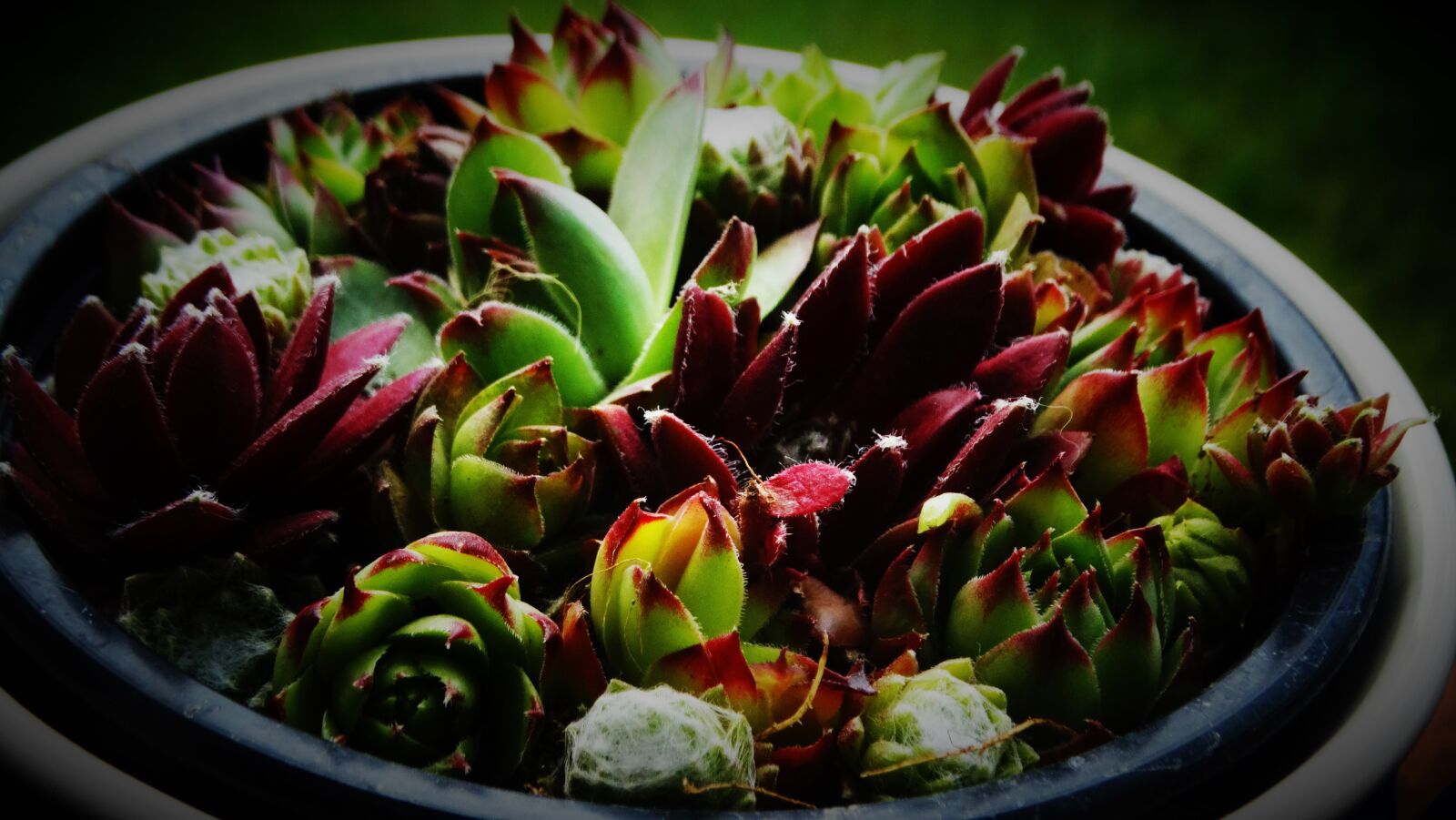 Sony Cyber-shot DSC-HX300 sample photo. Succulents, beautiful, garden photography