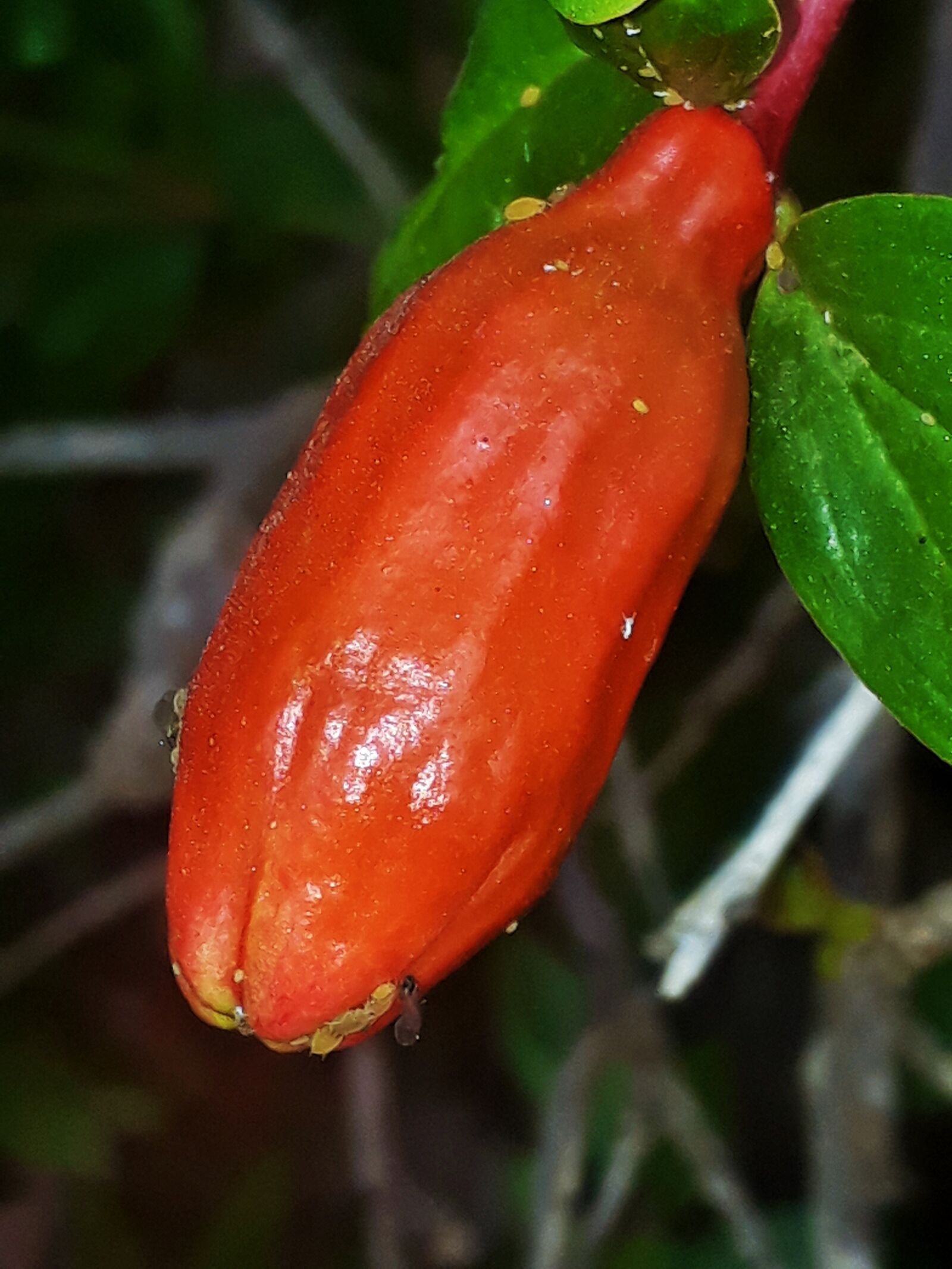 Samsung Galaxy J5 Prime sample photo. Food, nature, leaf photography