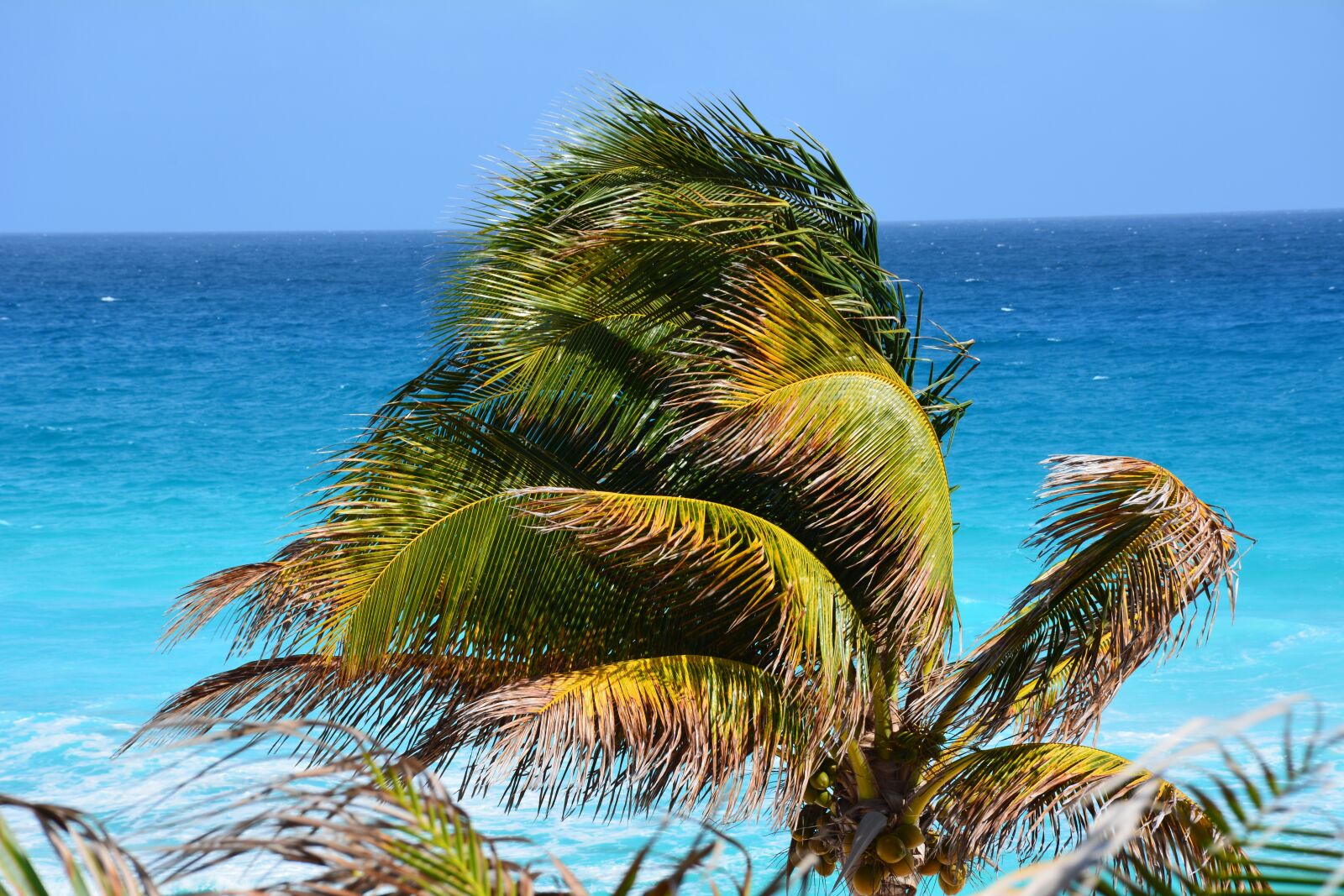 Nikon D7100 sample photo. Sea, palm tree, costa photography