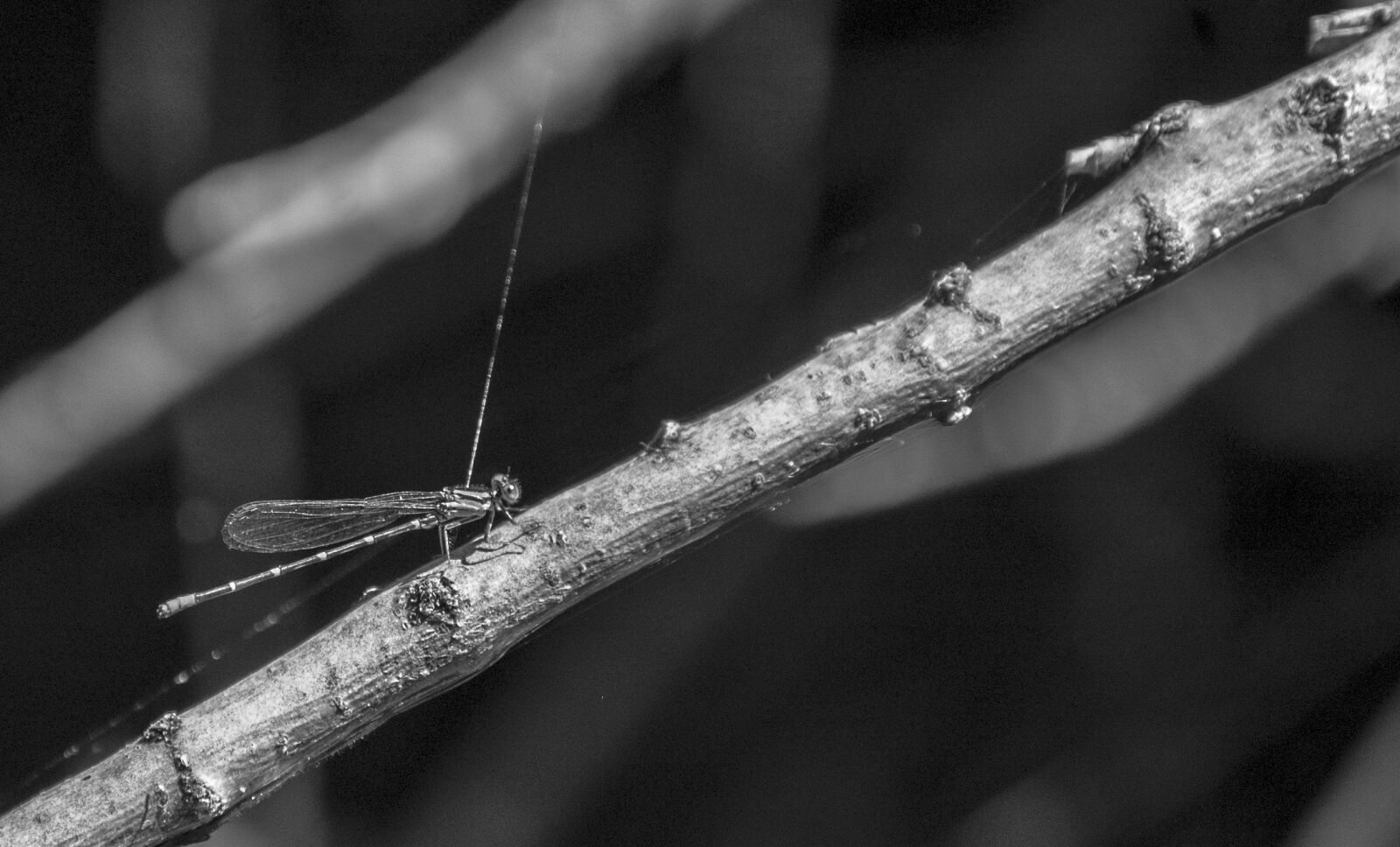 Nikon D40 sample photo. Dragonfly, wing, nature photography