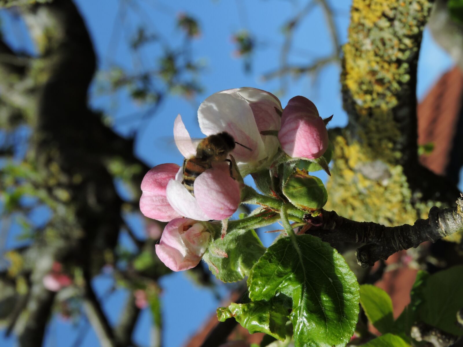 Nikon Coolpix P600 sample photo. Flower, pink, blue photography