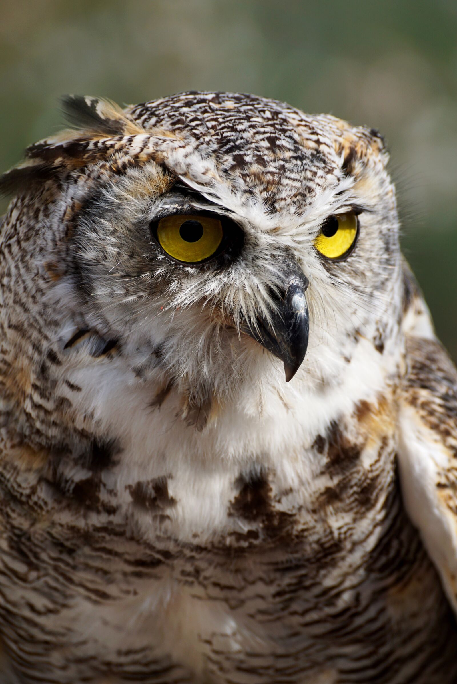 Sony DT 55-300mm F4.5-5.6 SAM sample photo. Eagle owl, owl, bird photography
