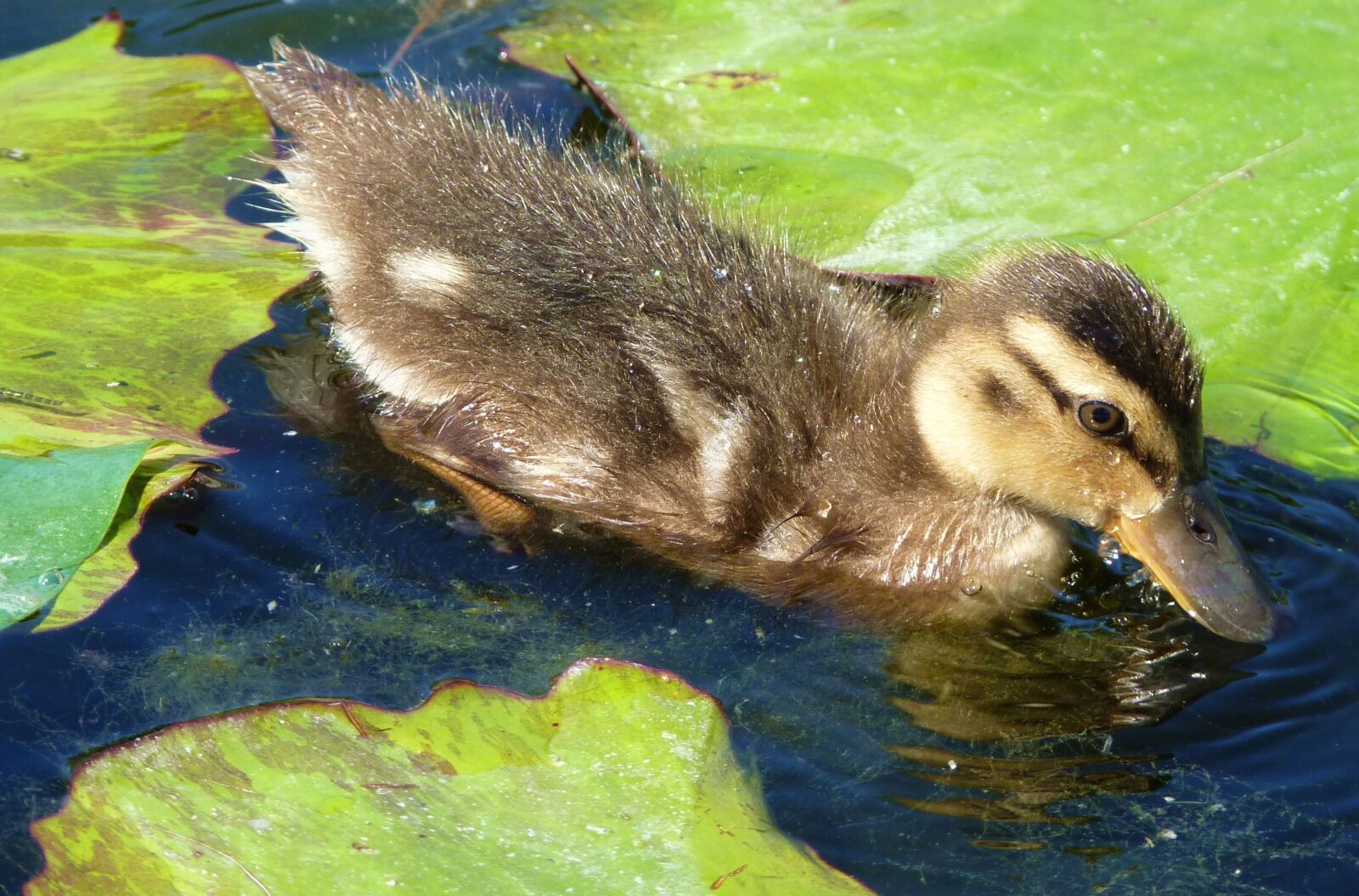 Panasonic Lumix DMC-FZ35 (Lumix DMC-FZ38) sample photo. Duck, ducky, chicks photography