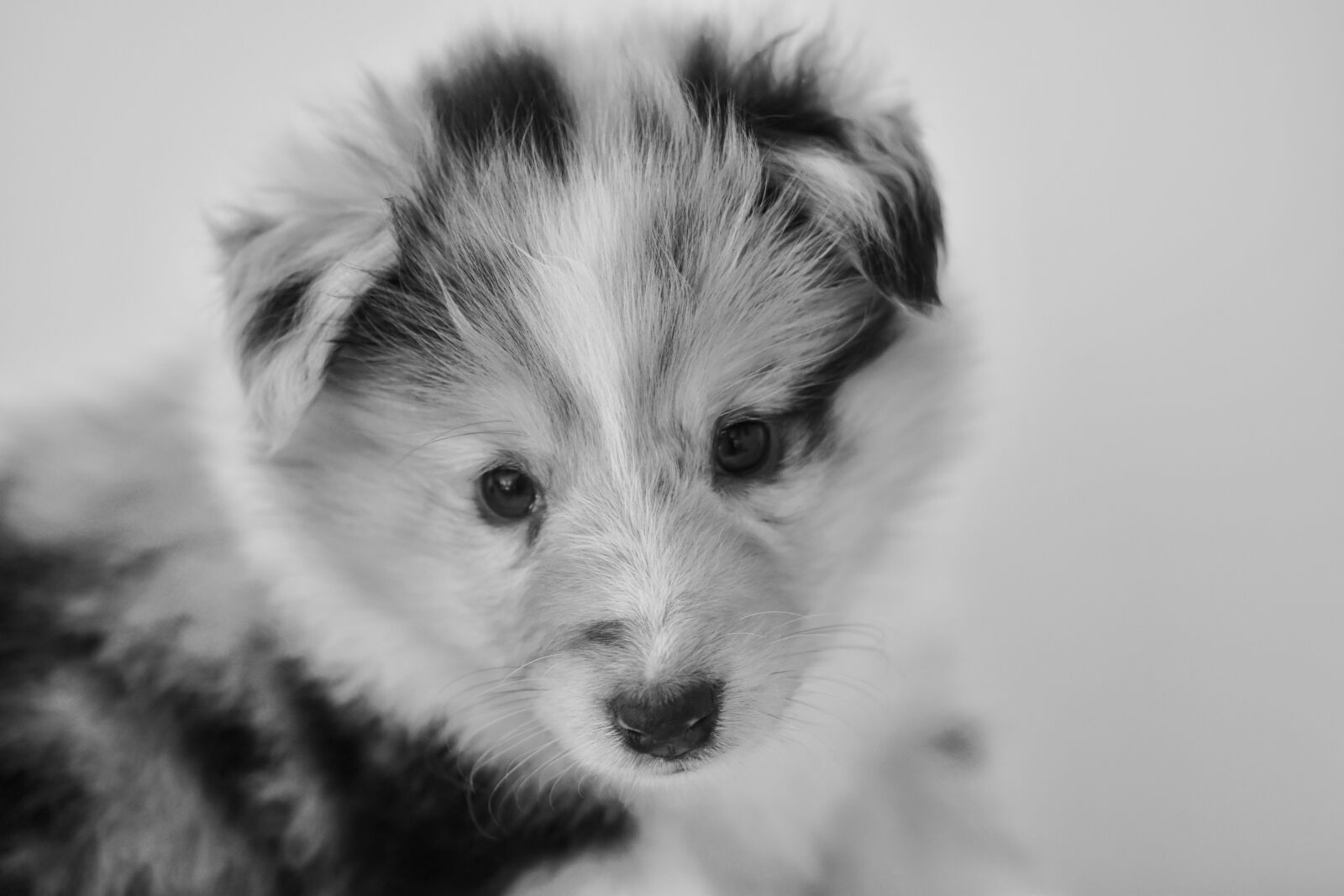 Nikon D5600 sample photo. Puppy, bitch shetland sheepdog photography