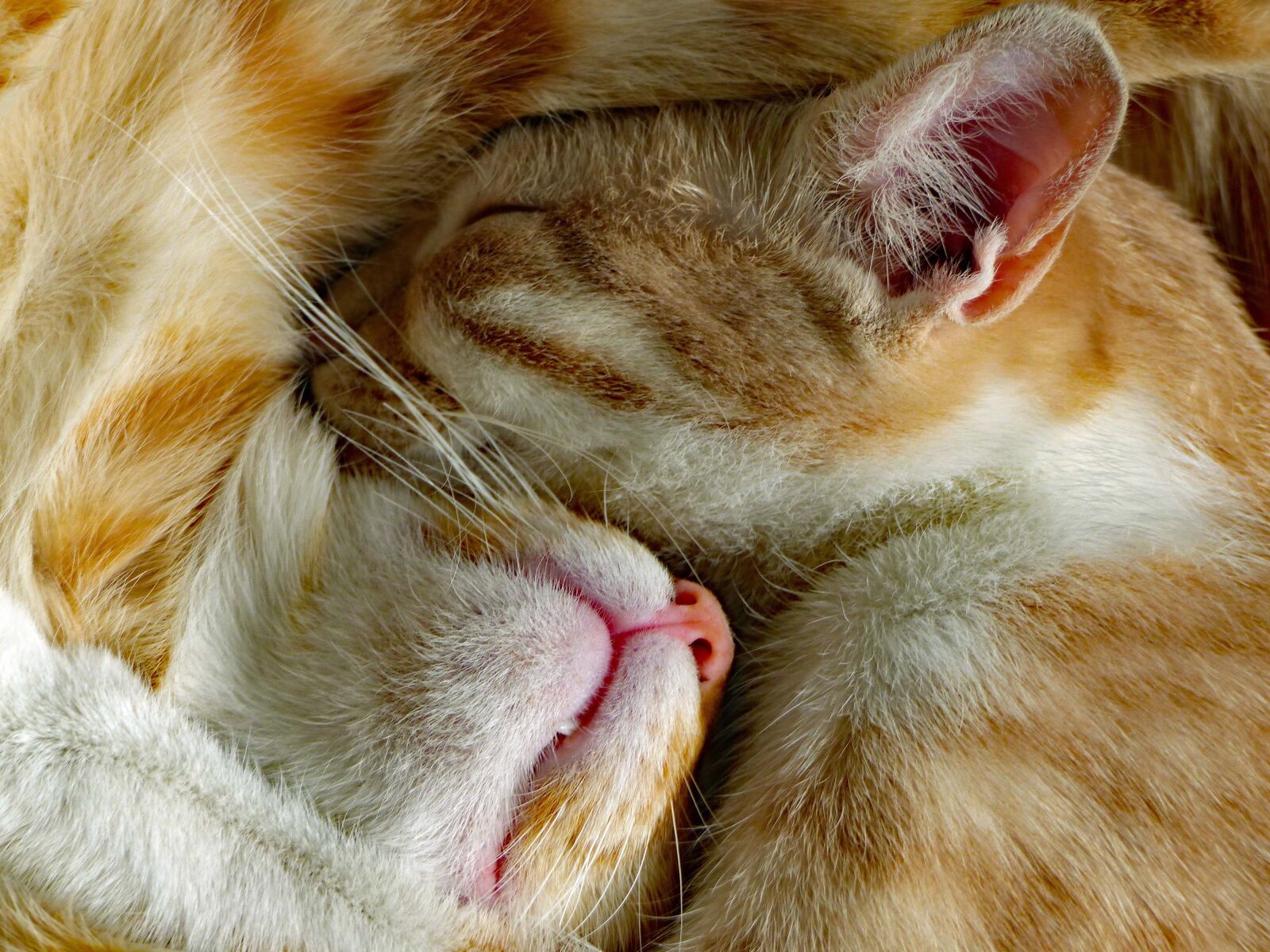 Panasonic Lumix DMC-FZ200 sample photo. Red cats, feline, fur photography