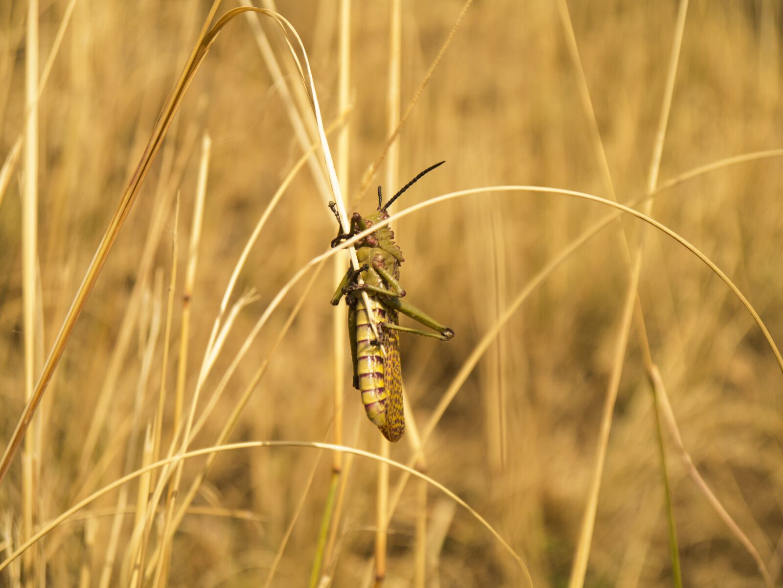 Panasonic Lumix DMC-G3 sample photo. Locust, insect, grasshopper photography