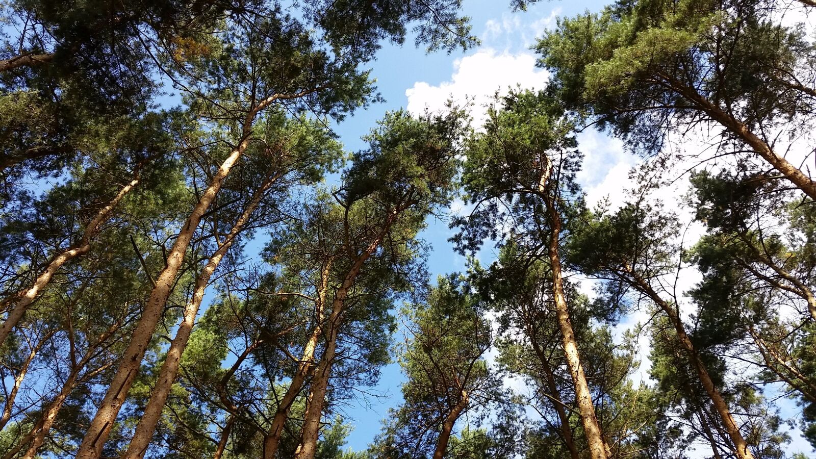 Samsung Galaxy S5 sample photo. Forest, wood, tree photography