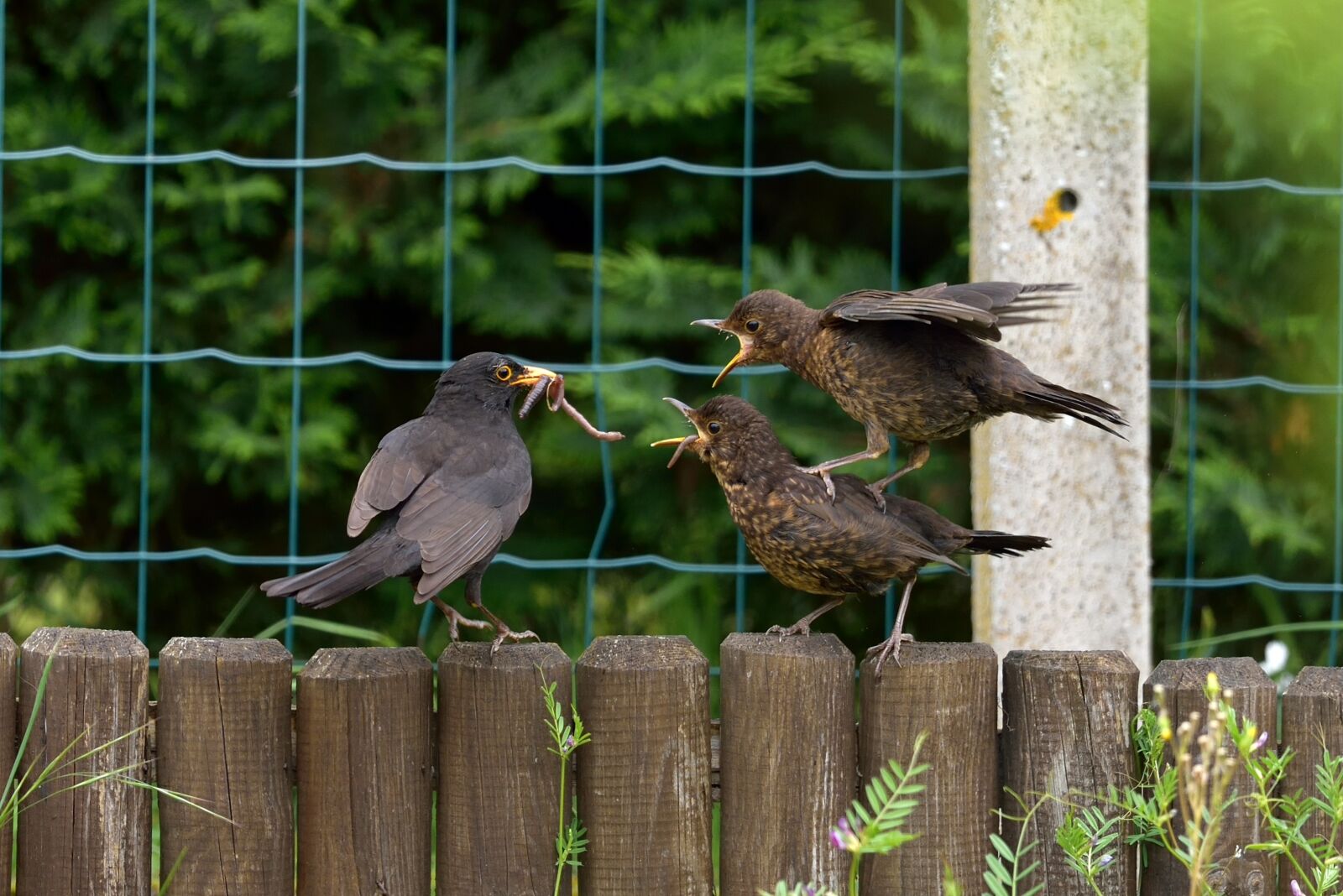 Nikon D750 sample photo. Bird, nature, fauna photography