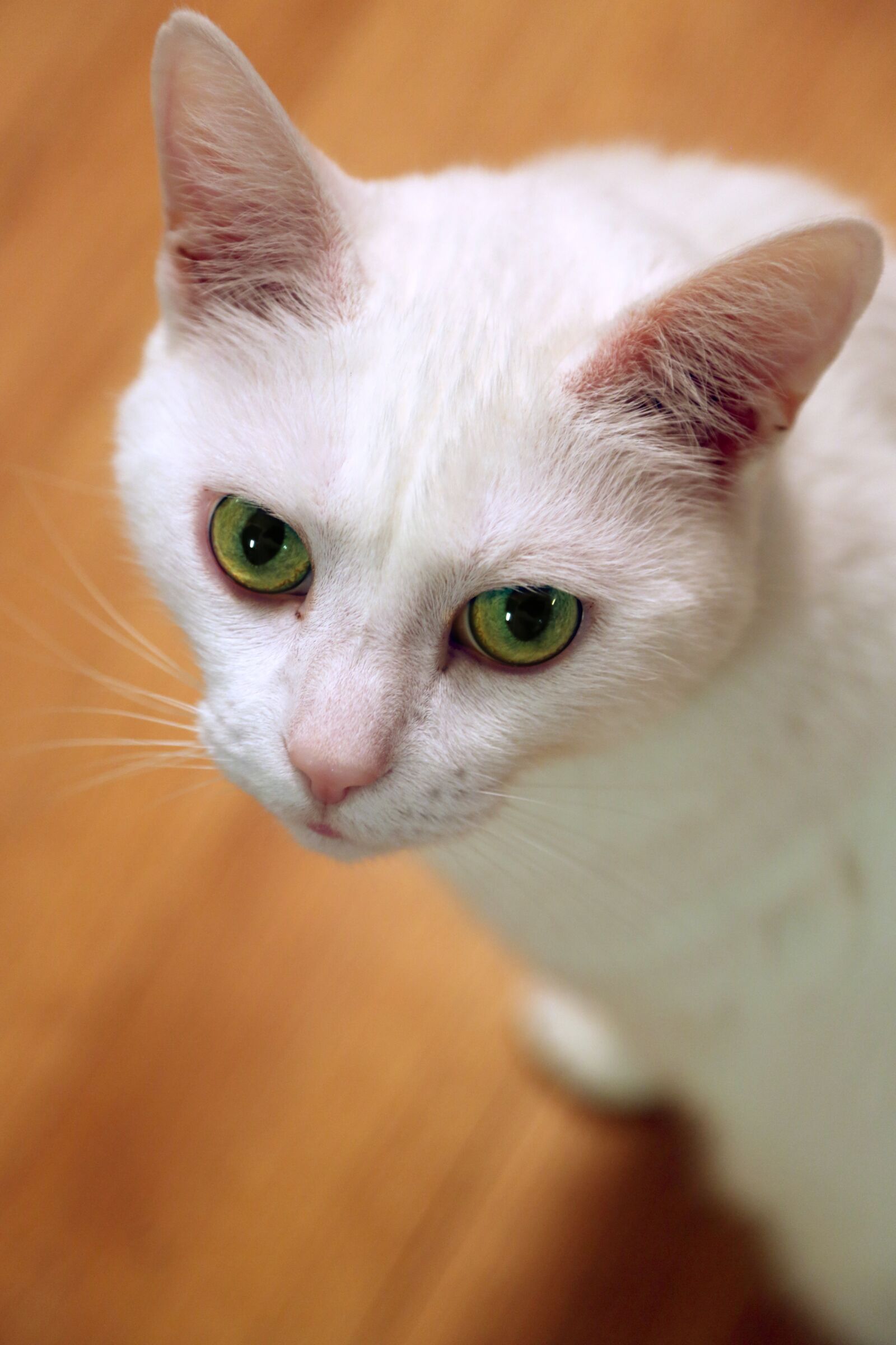 Canon EF 24-105mm F4L IS USM sample photo. Cute, cat, animal photography