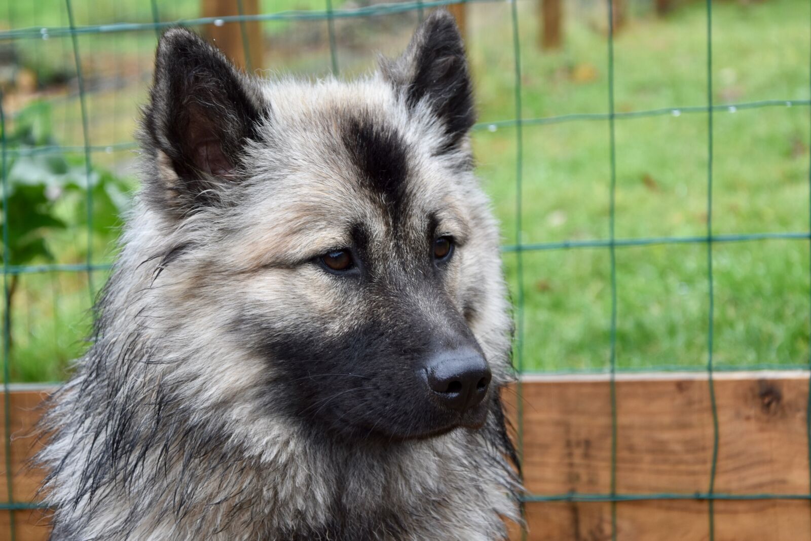 Nikon D5600 sample photo. Dog, dog eurasier, portrait photography