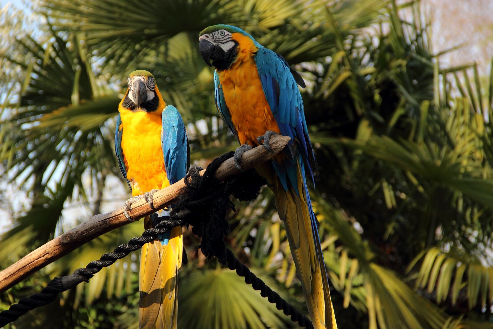 Canon EOS 600D (Rebel EOS T3i / EOS Kiss X5) sample photo. Parrots, birds, zoo photography