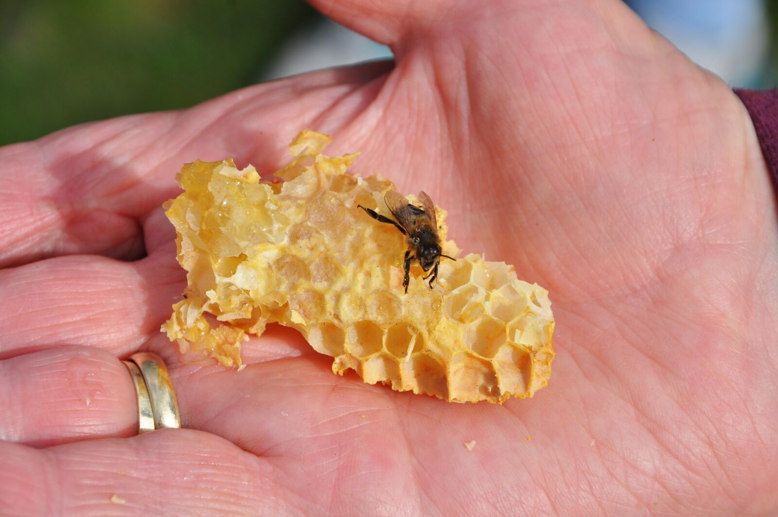 Nikon D5000 sample photo. Bee, honey, combs photography