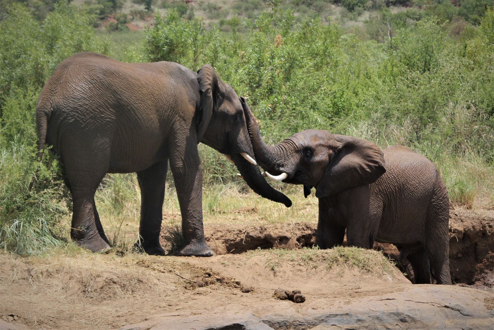 Canon EOS 60D + Canon EF 24-105mm F4L IS USM sample photo. African, elephants, mating photography