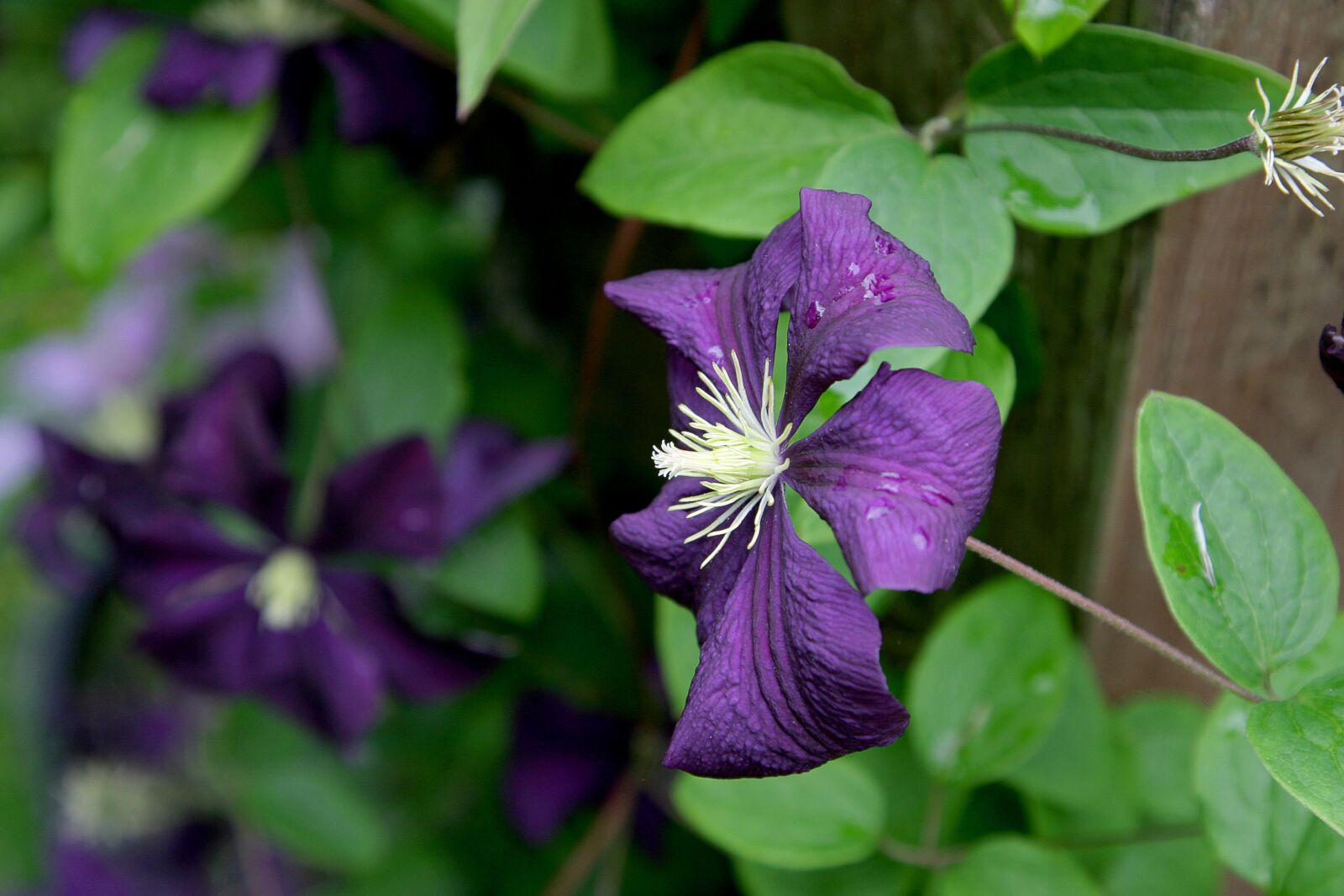 Canon EOS 10D sample photo. Clematis, flower, vine photography