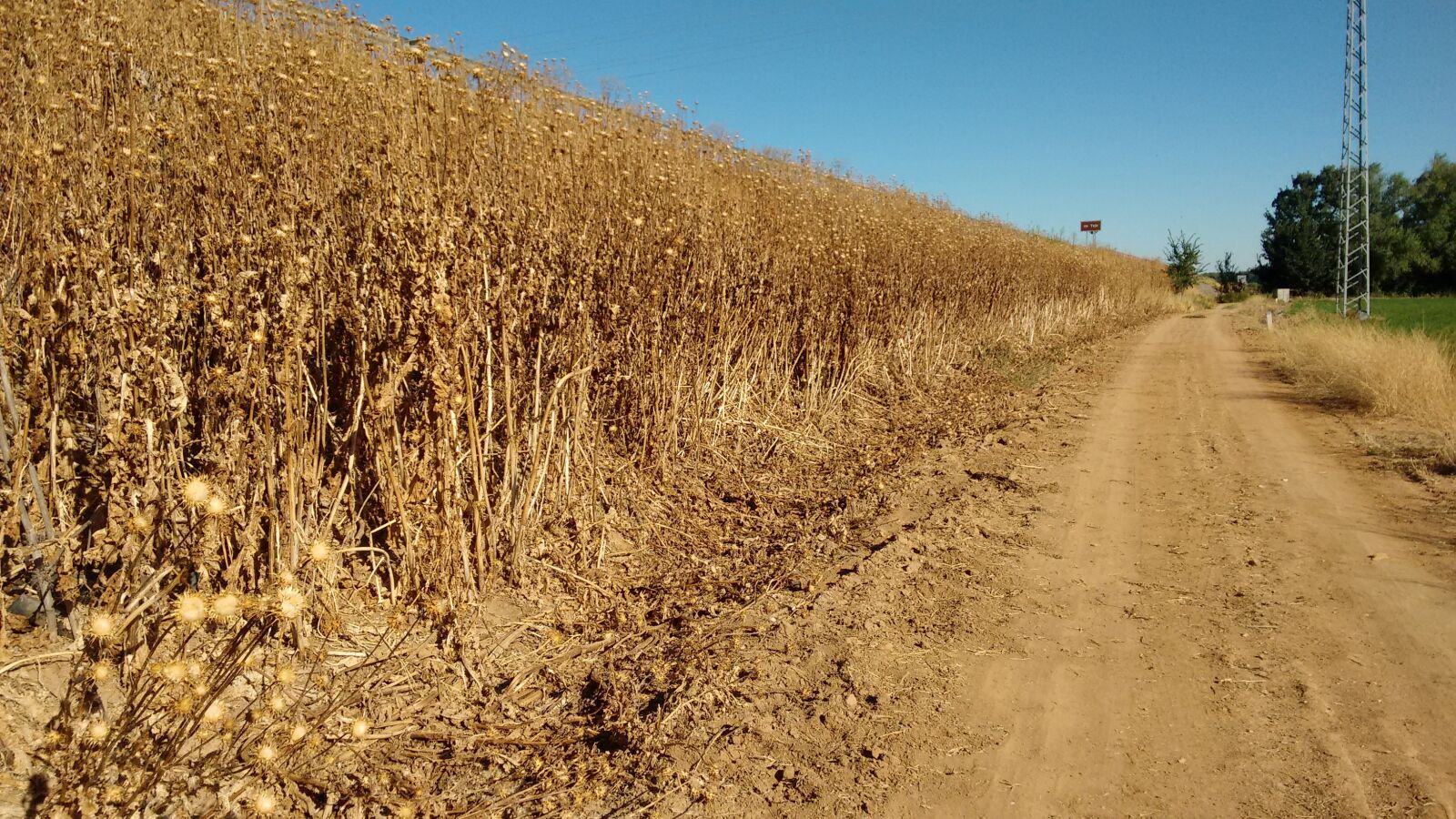 Motorola Moto G (2nd Gen) sample photo. Dry, fields, autumn photography