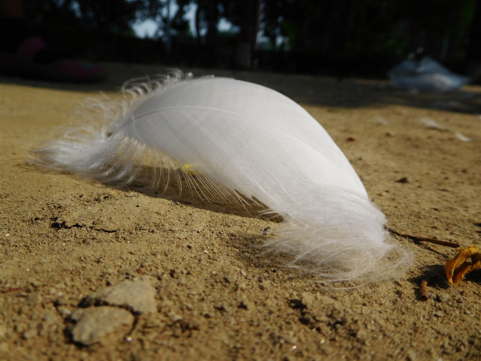 Nikon Coolpix S7000 sample photo. Feather, white, sand photography