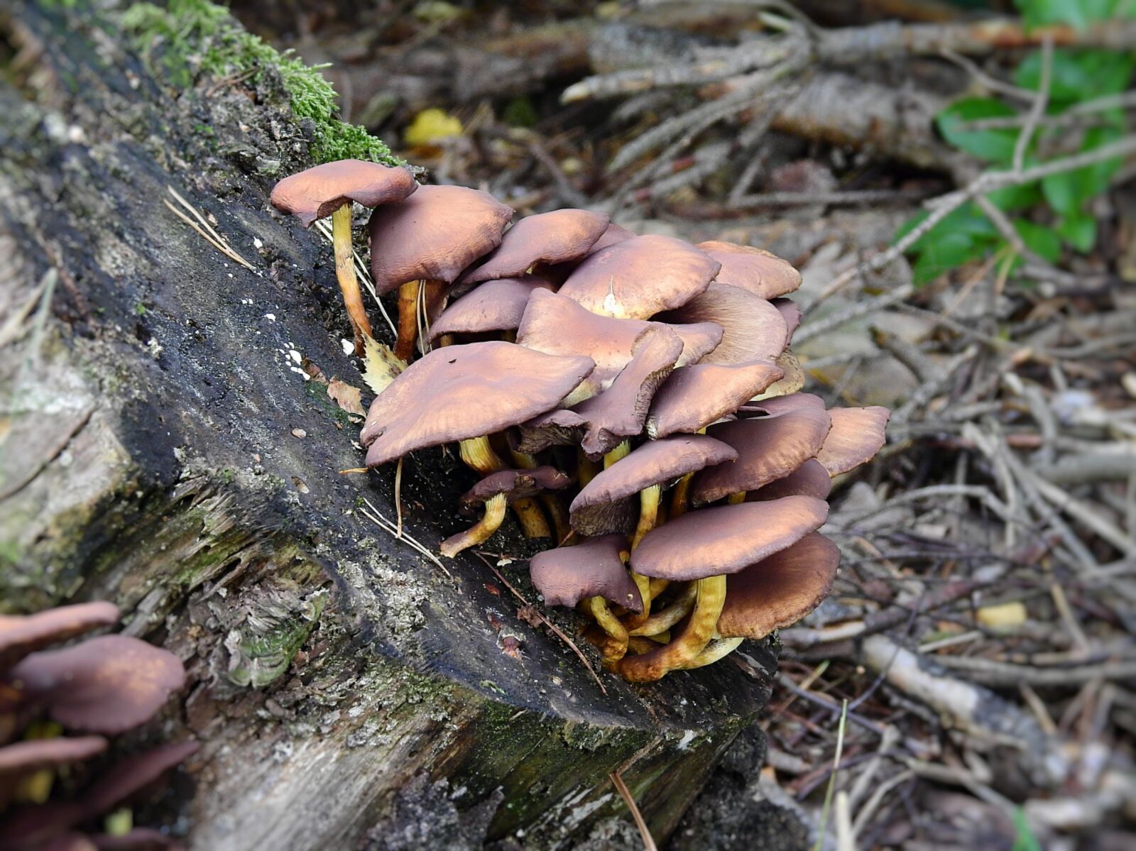 Nikon Coolpix P900 sample photo. Mushrooms, forest, tree photography