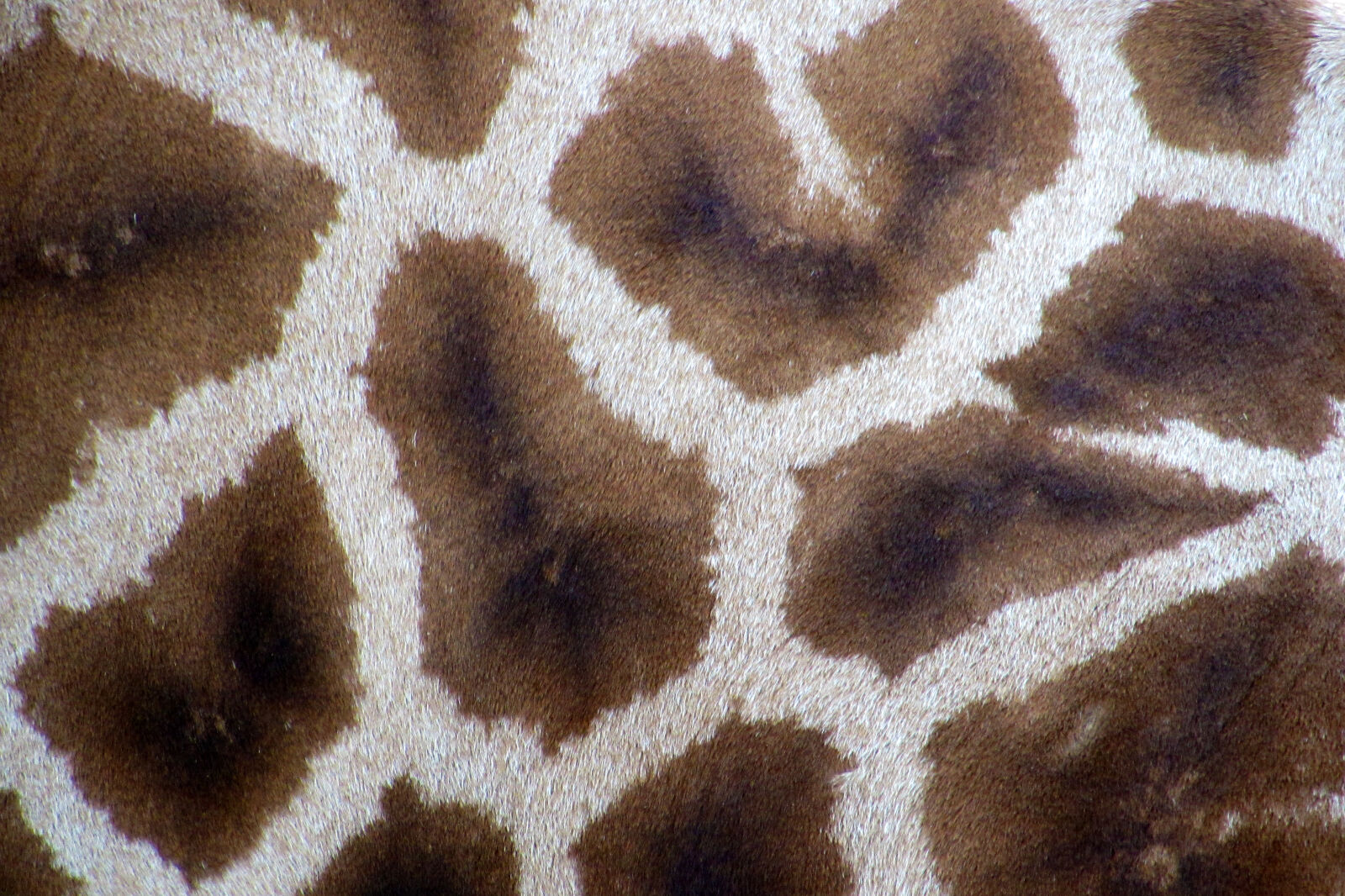 Canon PowerShot SX510 HS sample photo. Pattern, texture, fur, carpet photography