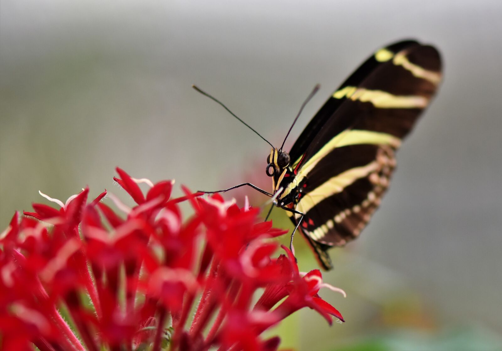 Nikon D7200 sample photo. Butterfly, tropical butterfly, exotic photography