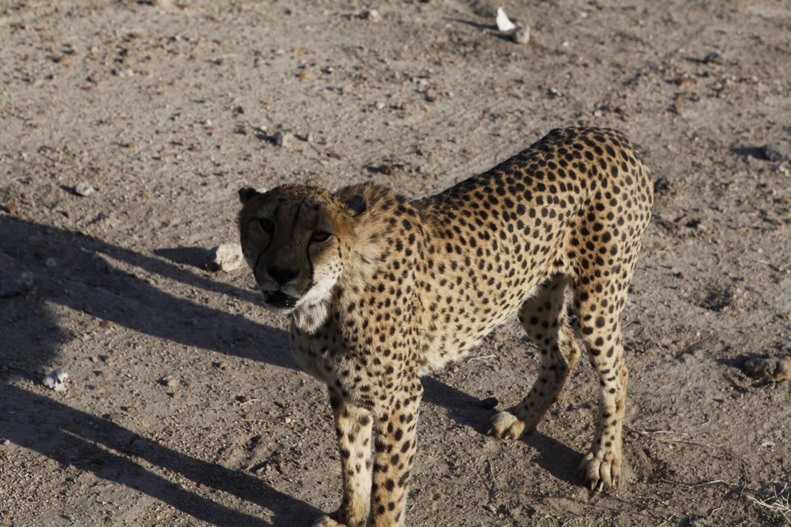 Canon EOS 5D Mark II sample photo. Cheata, animal, namibia photography