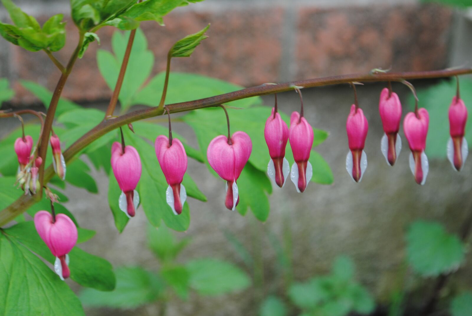 Nikon D3000 sample photo. Bleeding heart, flower, pink photography