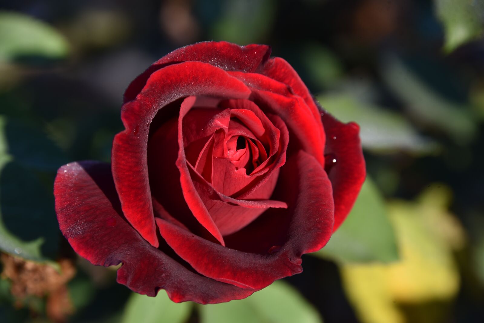 Nikon D750 sample photo. Rose, red, dew photography