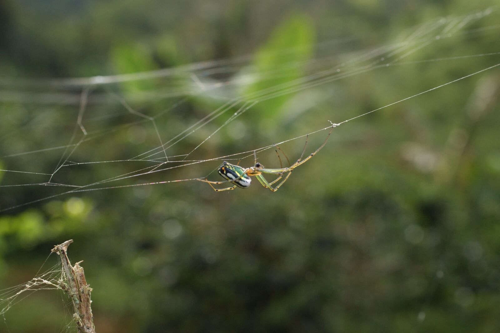 Sony Alpha DSLR-A390 sample photo. Insects, area, kettle photography