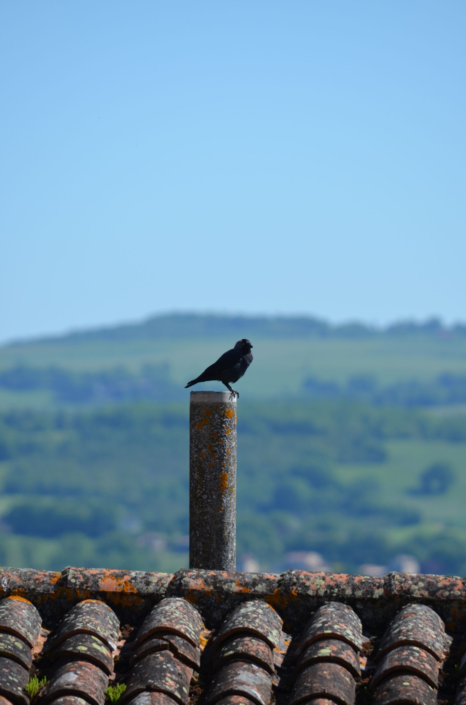 Nikon D5100 sample photo. Crow, bird, roof photography