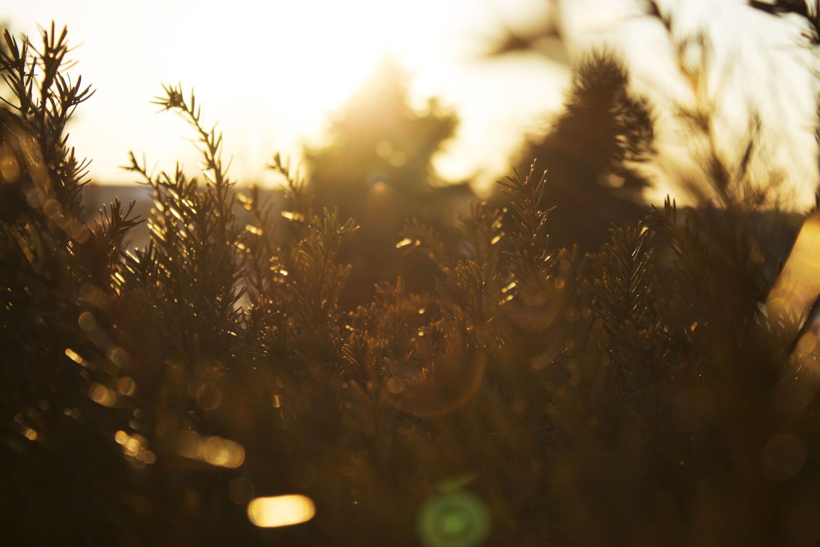 Canon EOS 600D (Rebel EOS T3i / EOS Kiss X5) sample photo. Tree, plant, nature photography