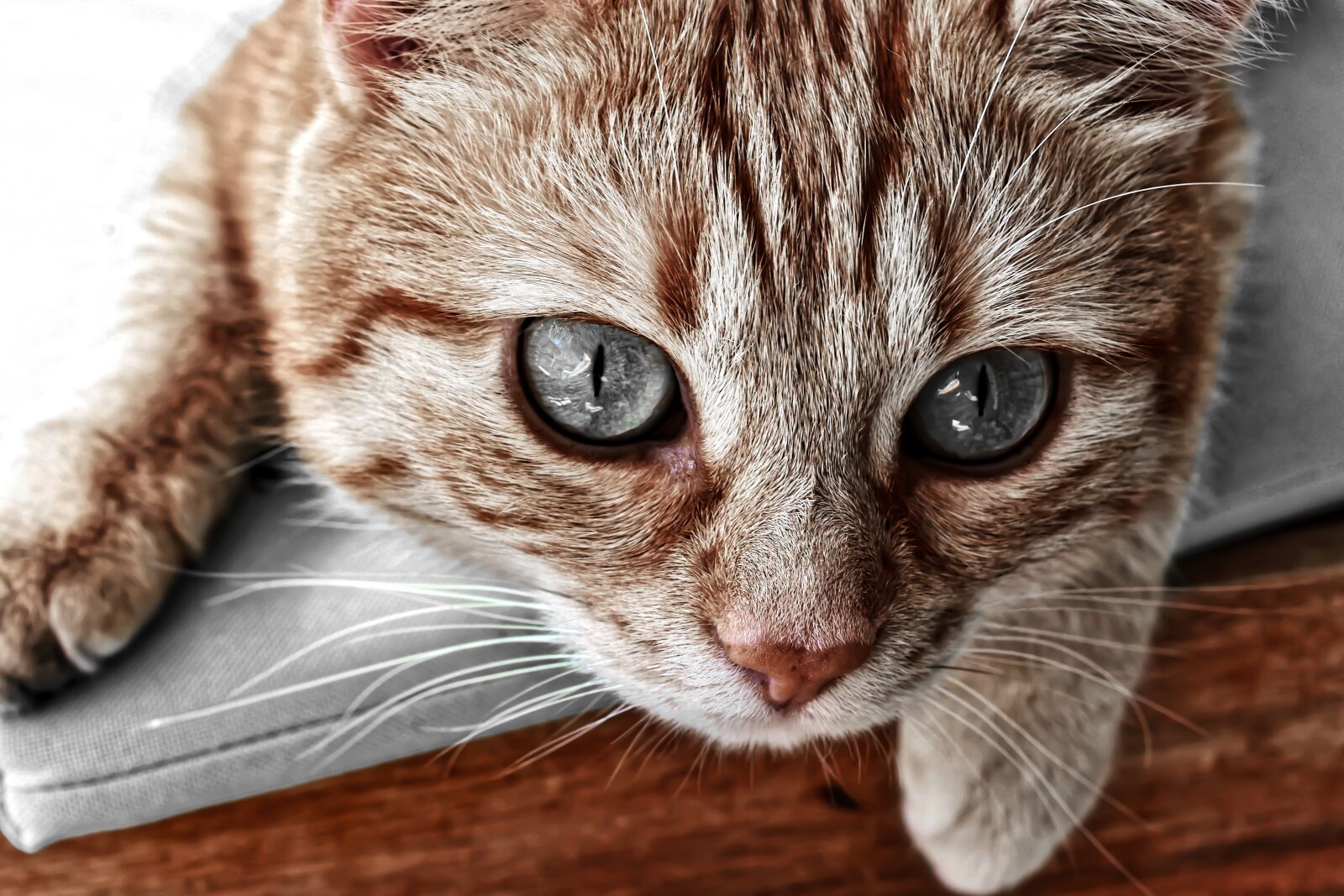 Nikon D7200 sample photo. Cat, red mackerel tabby photography