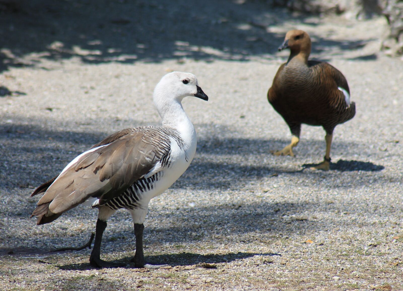 Canon EF 75-300mm f/4-5.6 sample photo. Peacock, bird, young bird photography