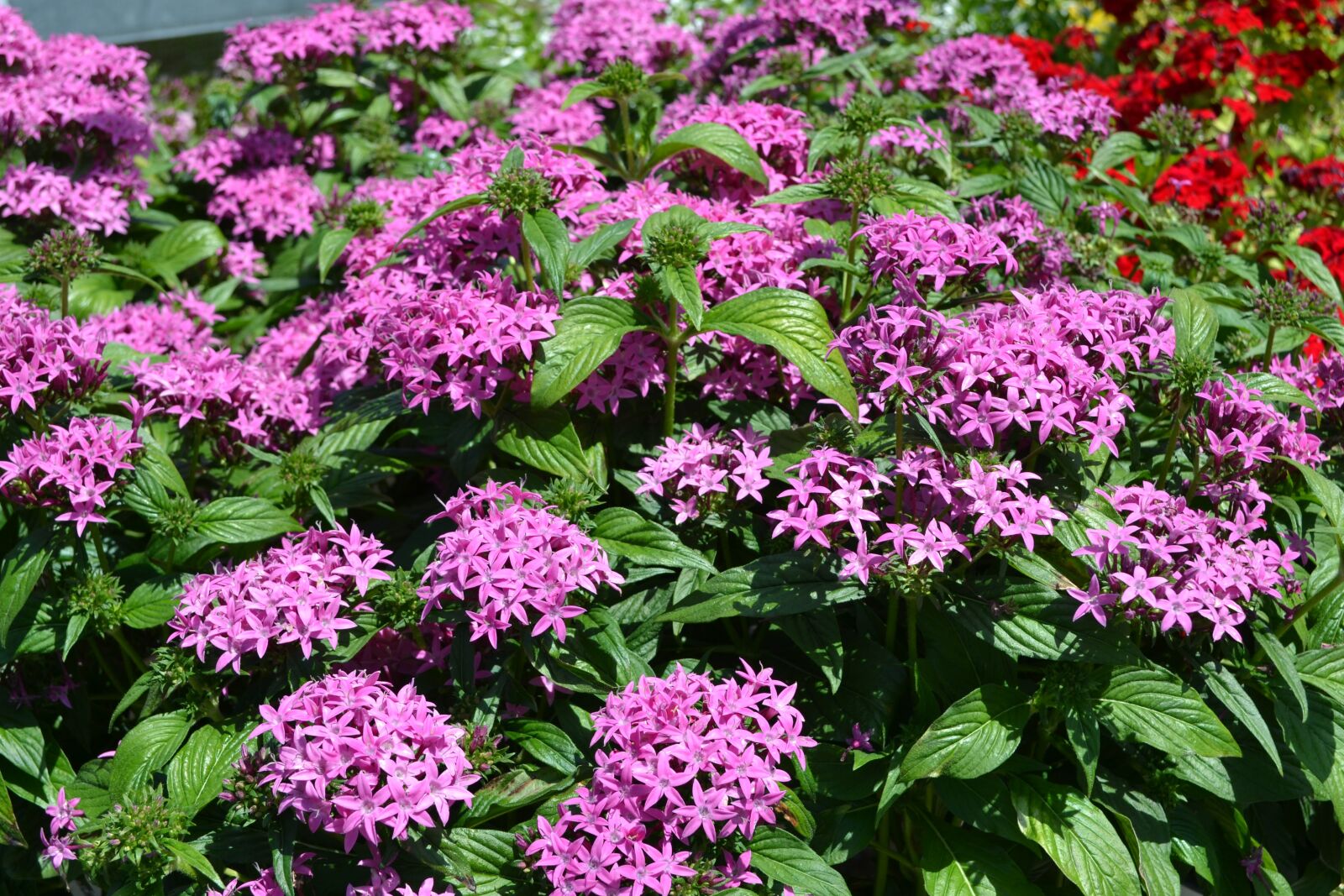 Nikon D3100 sample photo. Annual, flowers, plants photography