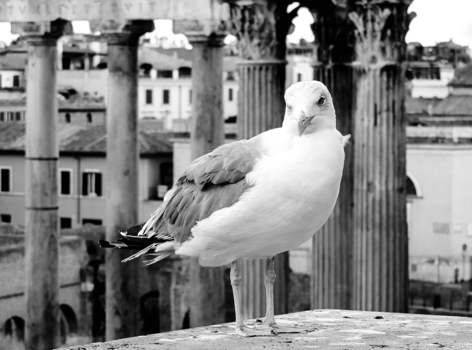 Nikon Coolpix P520 sample photo. Rome, lazio, italy photography
