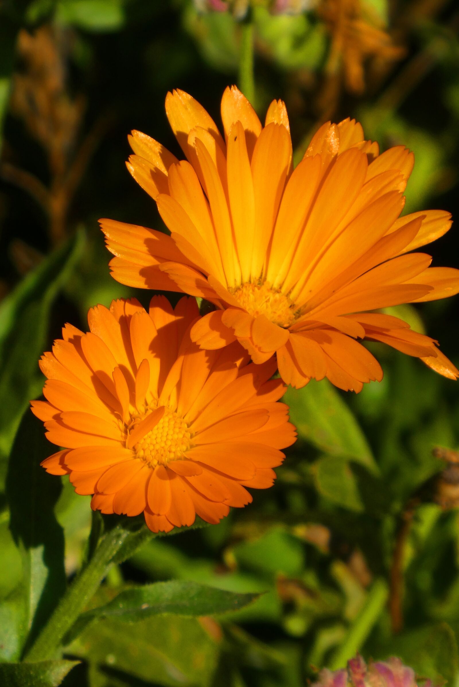 Panasonic Lumix DC-ZS70 (Lumix DC-TZ90) sample photo. Flowers, bloom, orange photography