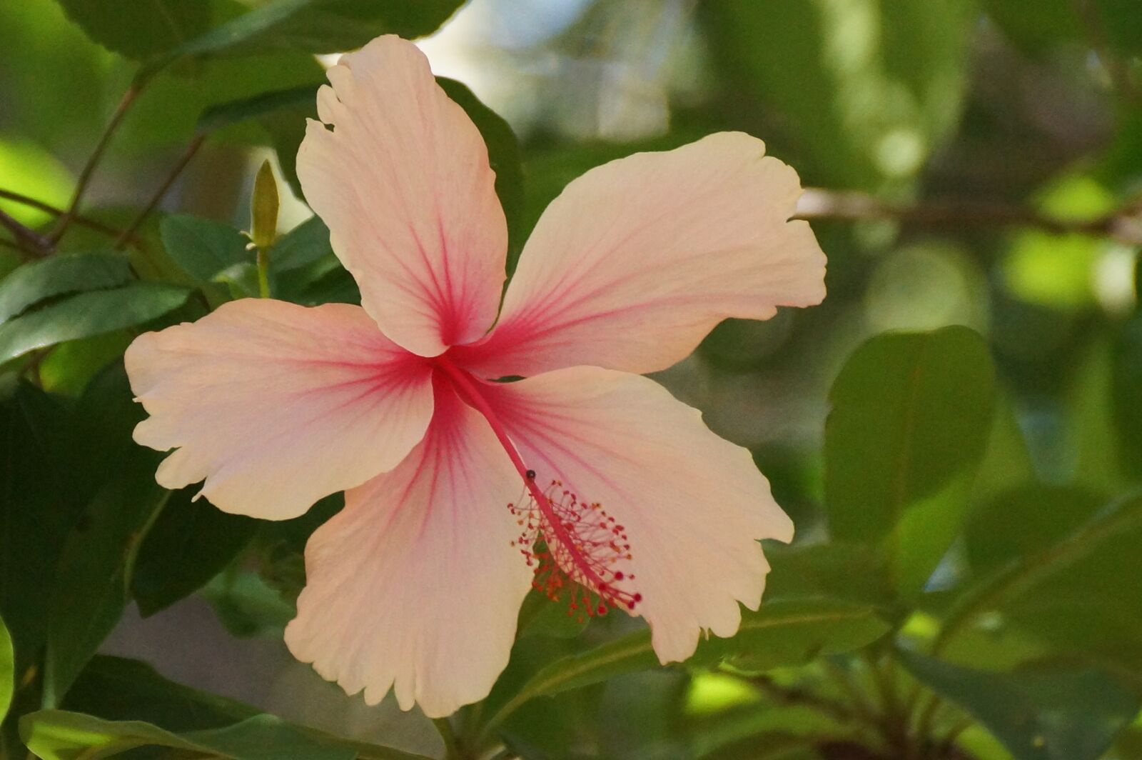 Sony SLT-A77 + Sony DT 18-250mm F3.5-6.3 sample photo. Pink, tropical, flower photography