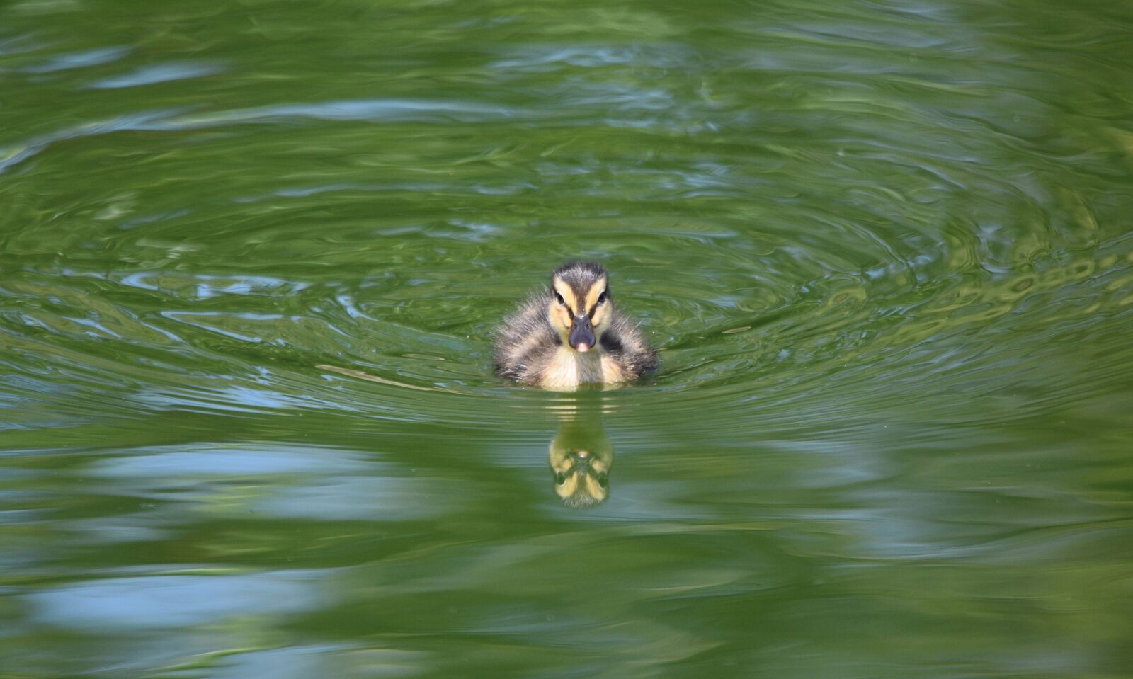 Nikon D3400 sample photo. Duckling, swim, ducklings photography