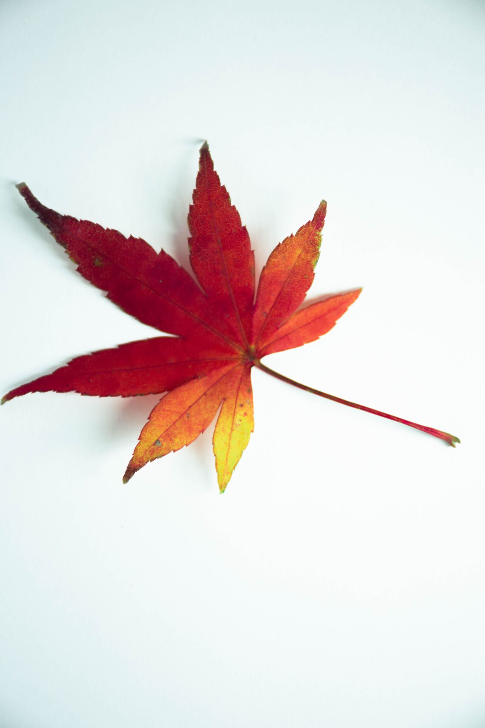 Nikon D7200 sample photo. Leaves, autumn, fall photography