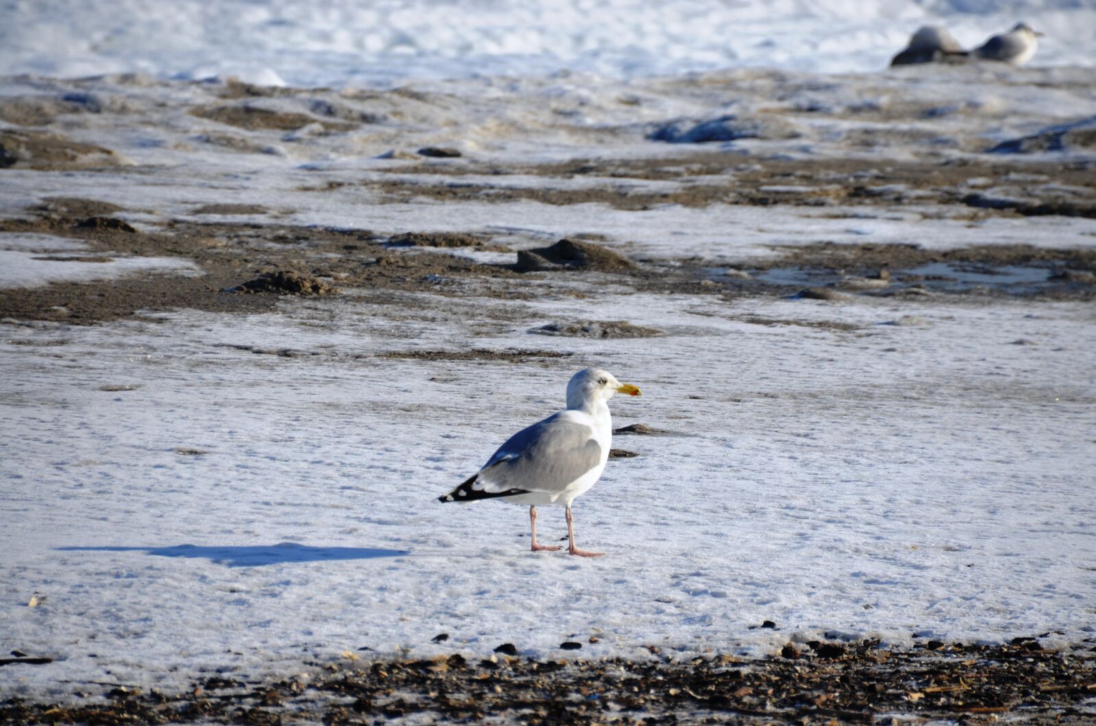 Nikon D5100 sample photo. Seagull, baltic sea, winter photography