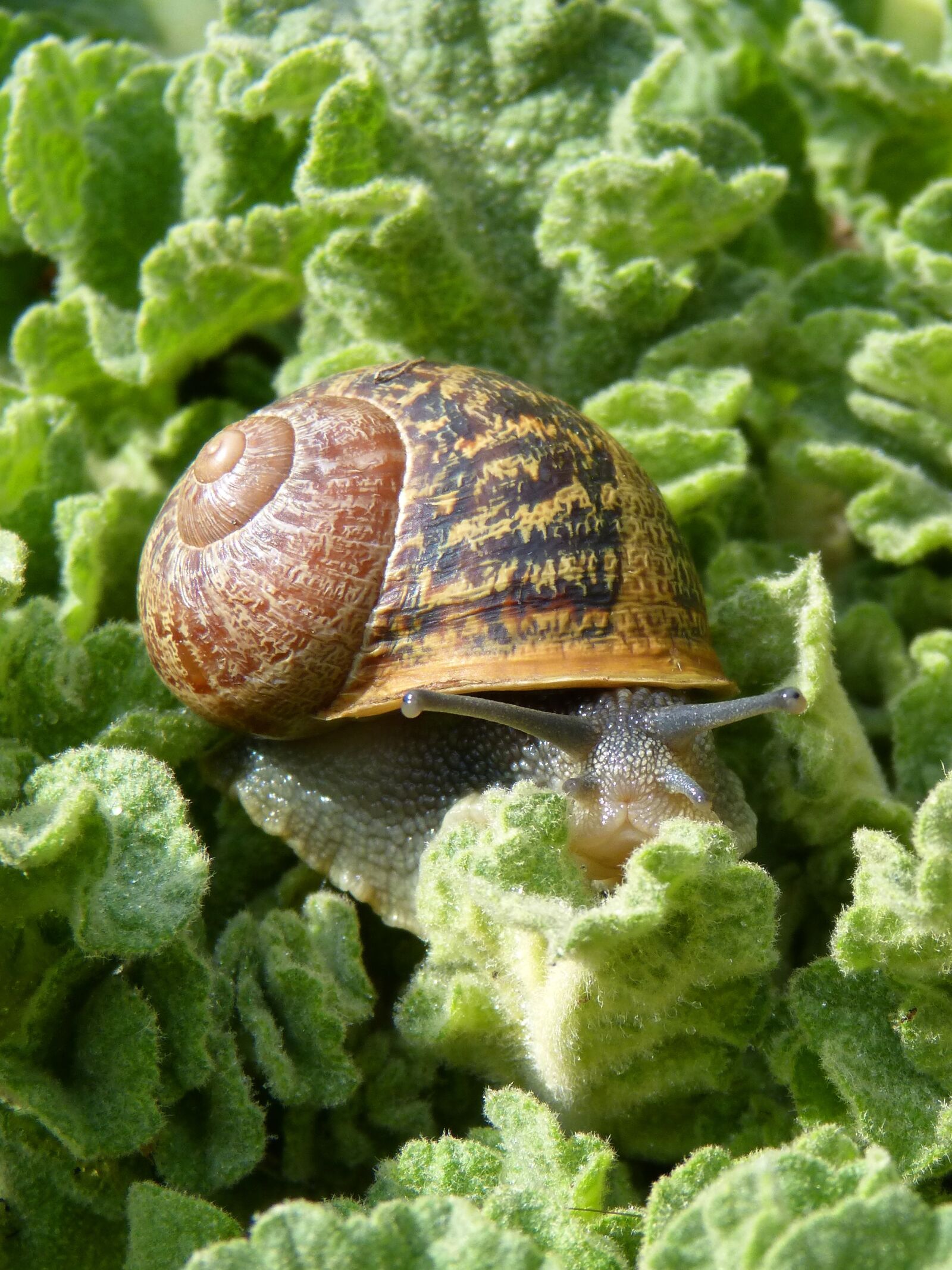 Panasonic DMC-FZ62 sample photo. Snail, gastropod, leaves photography