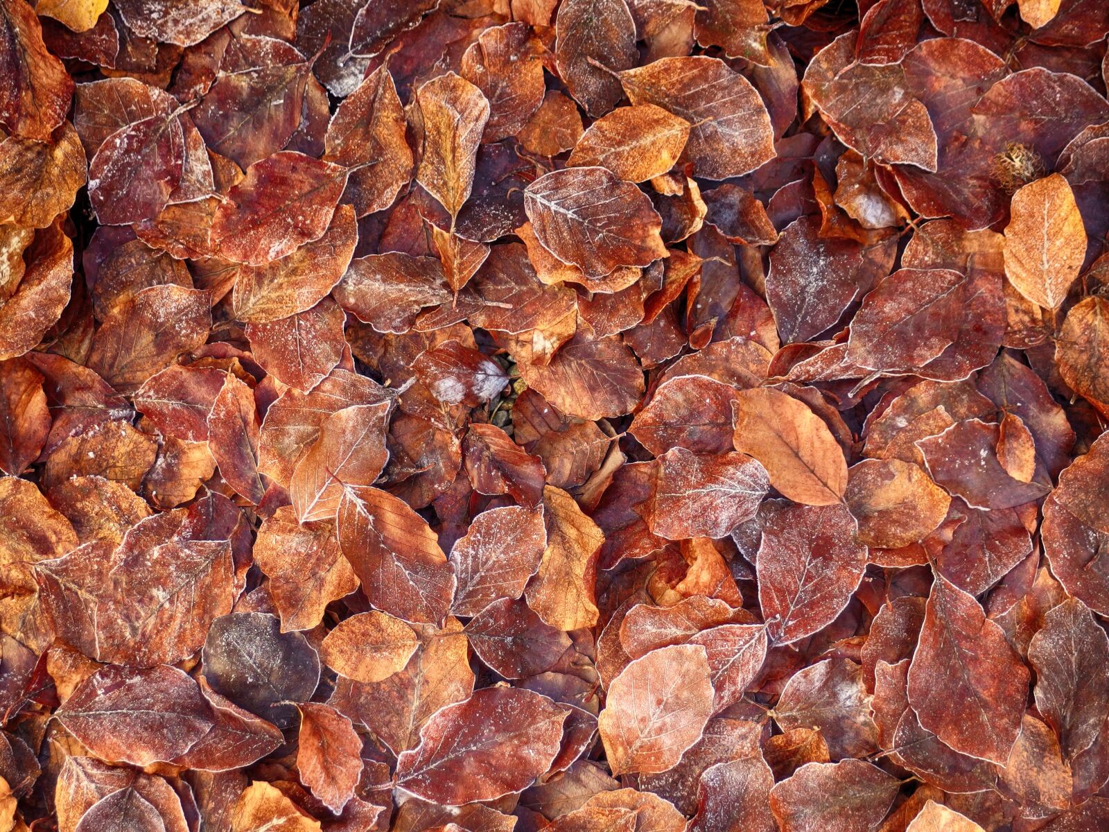 Olympus XZ-2 iHS sample photo. Leaves, autumn, winter photography